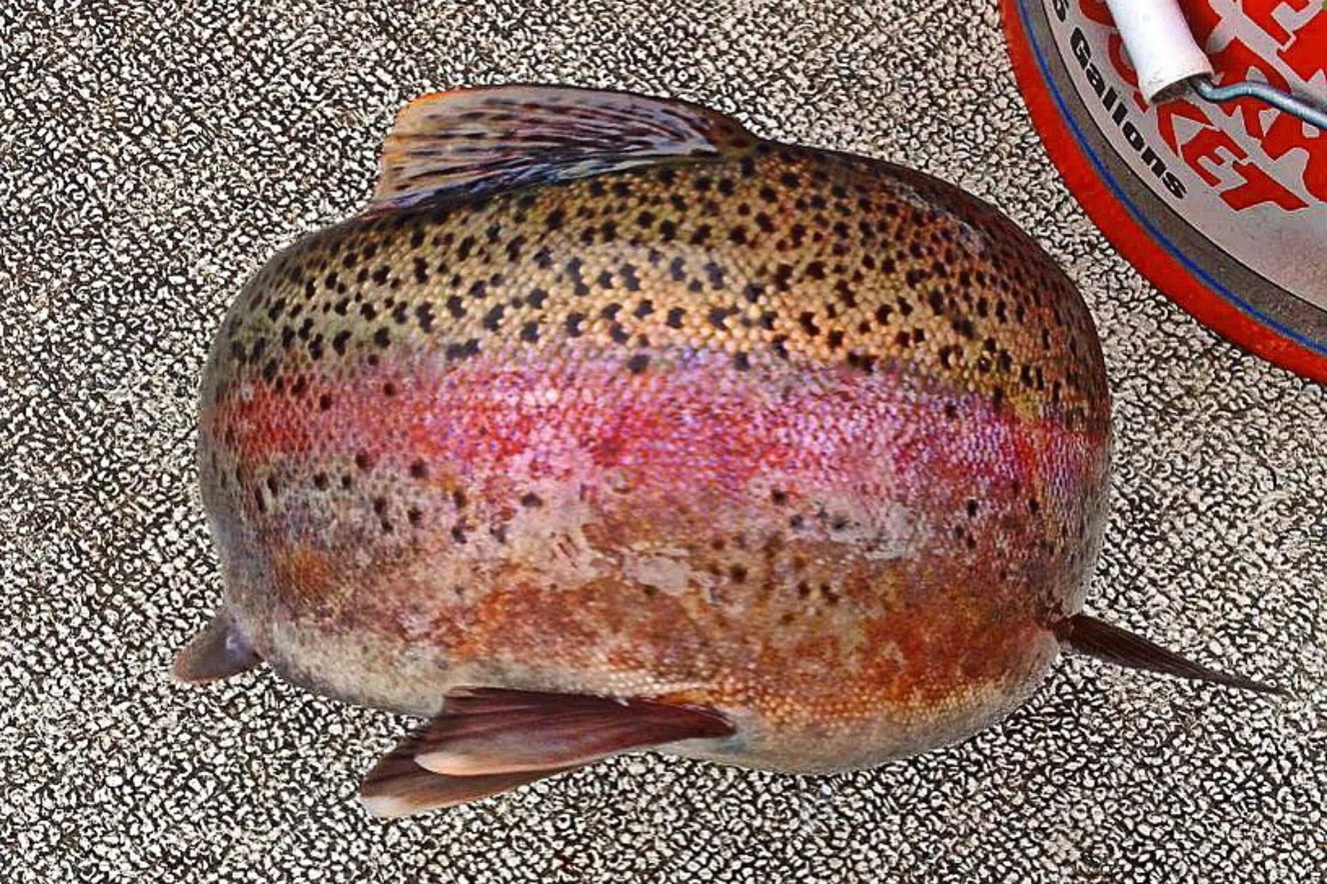 FWP Helena Area Reservoirs Fishing Report 6.2.25