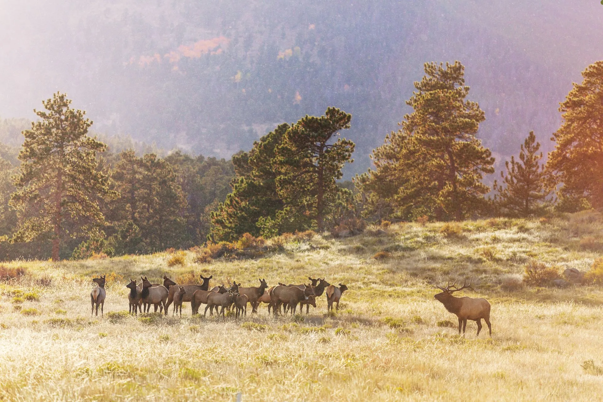 All About Elk