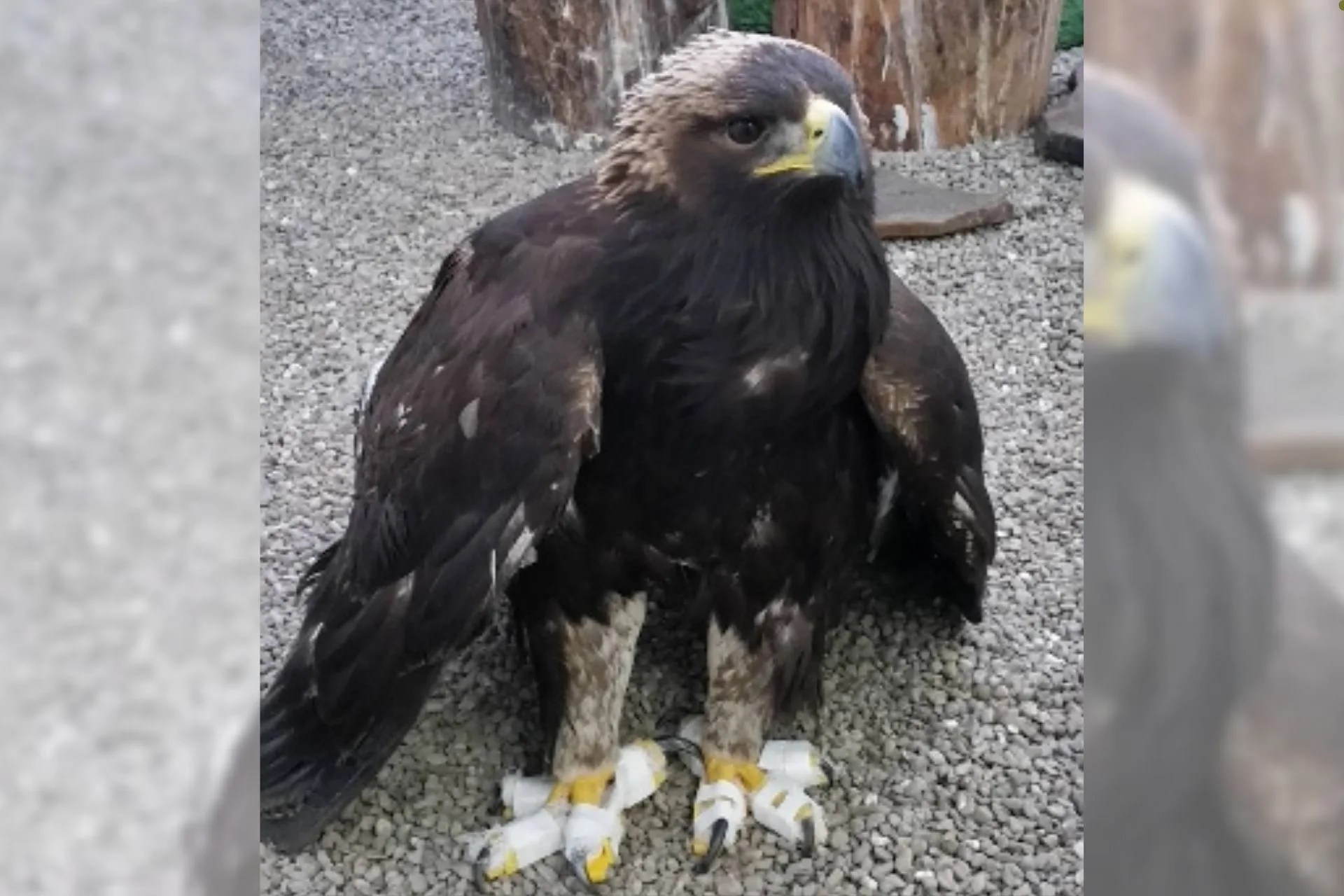Lead poisoning harming eagles in northwest Montana
