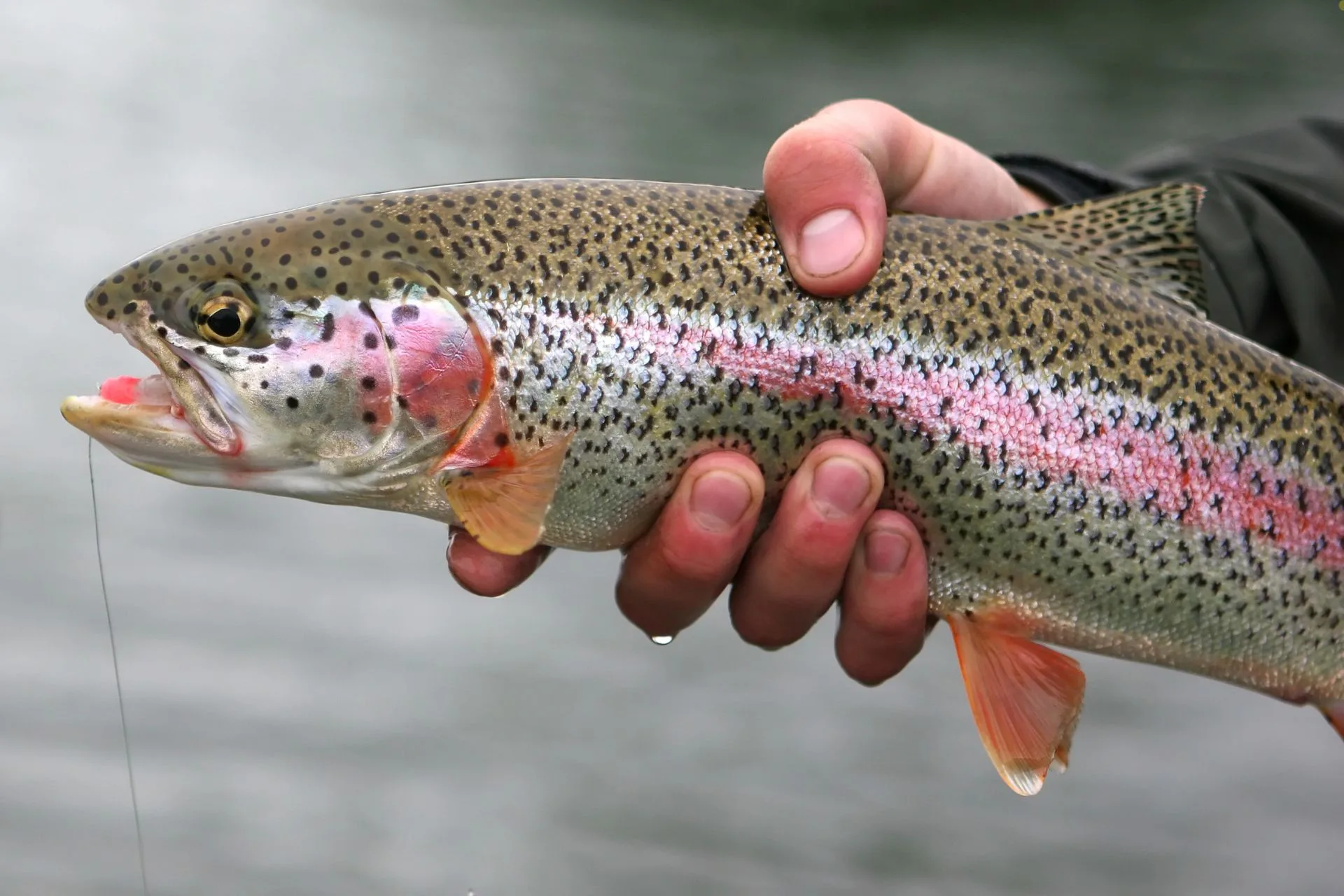 Jefferson River Fishing Report 6.3.25