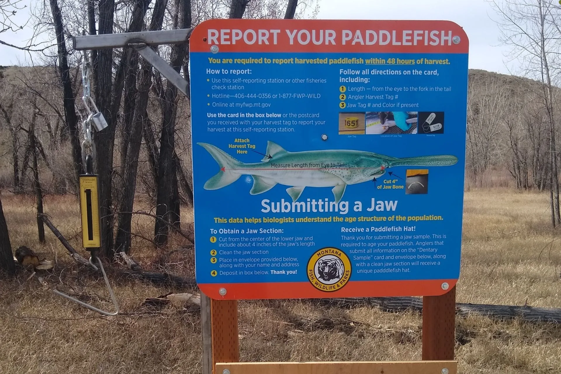 Upper Missouri Paddlefish Update VI, June 5, 2025