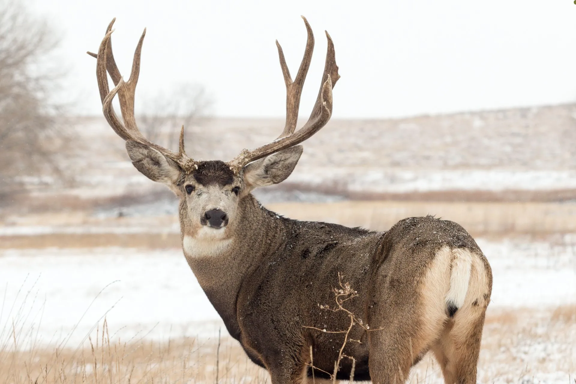 FWP seeks proposals from conservation organizations for license auction