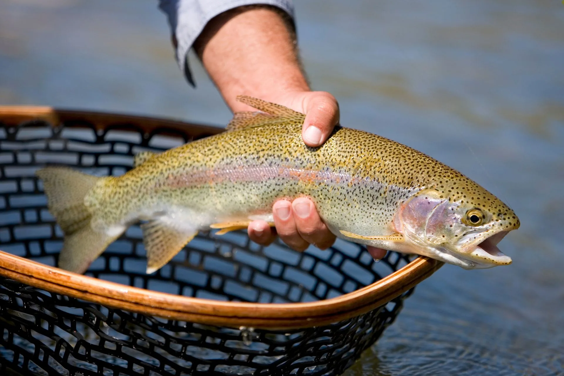 FWP Helena Area Reservoirs Fishing Report 6.9.25