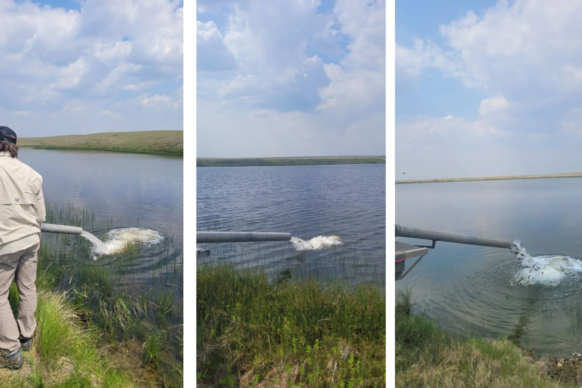 FWP Region 6 rainbow trout stocking report 6.9.25