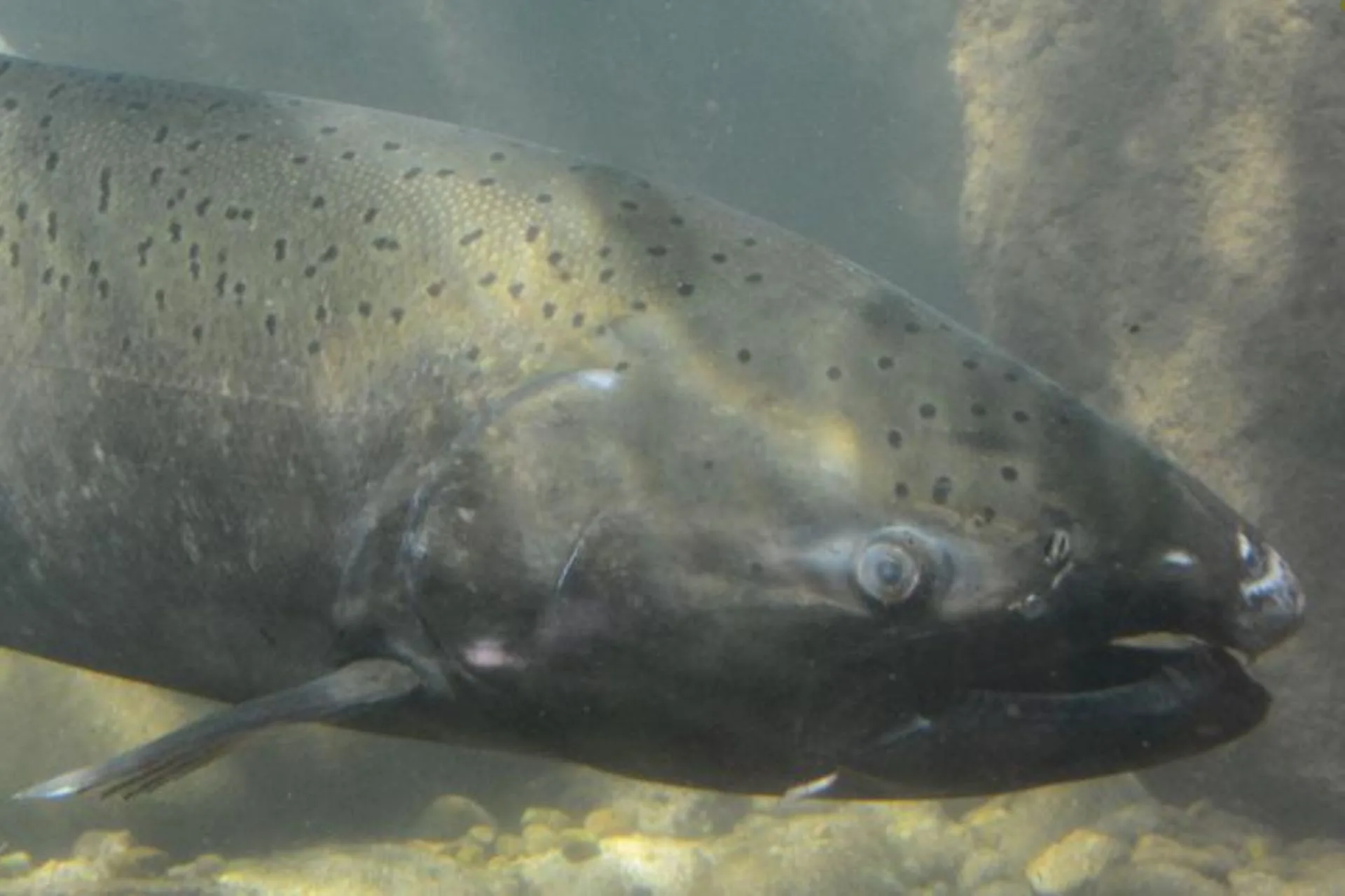 Upper Salmon River Chinook update – 6.12.25
