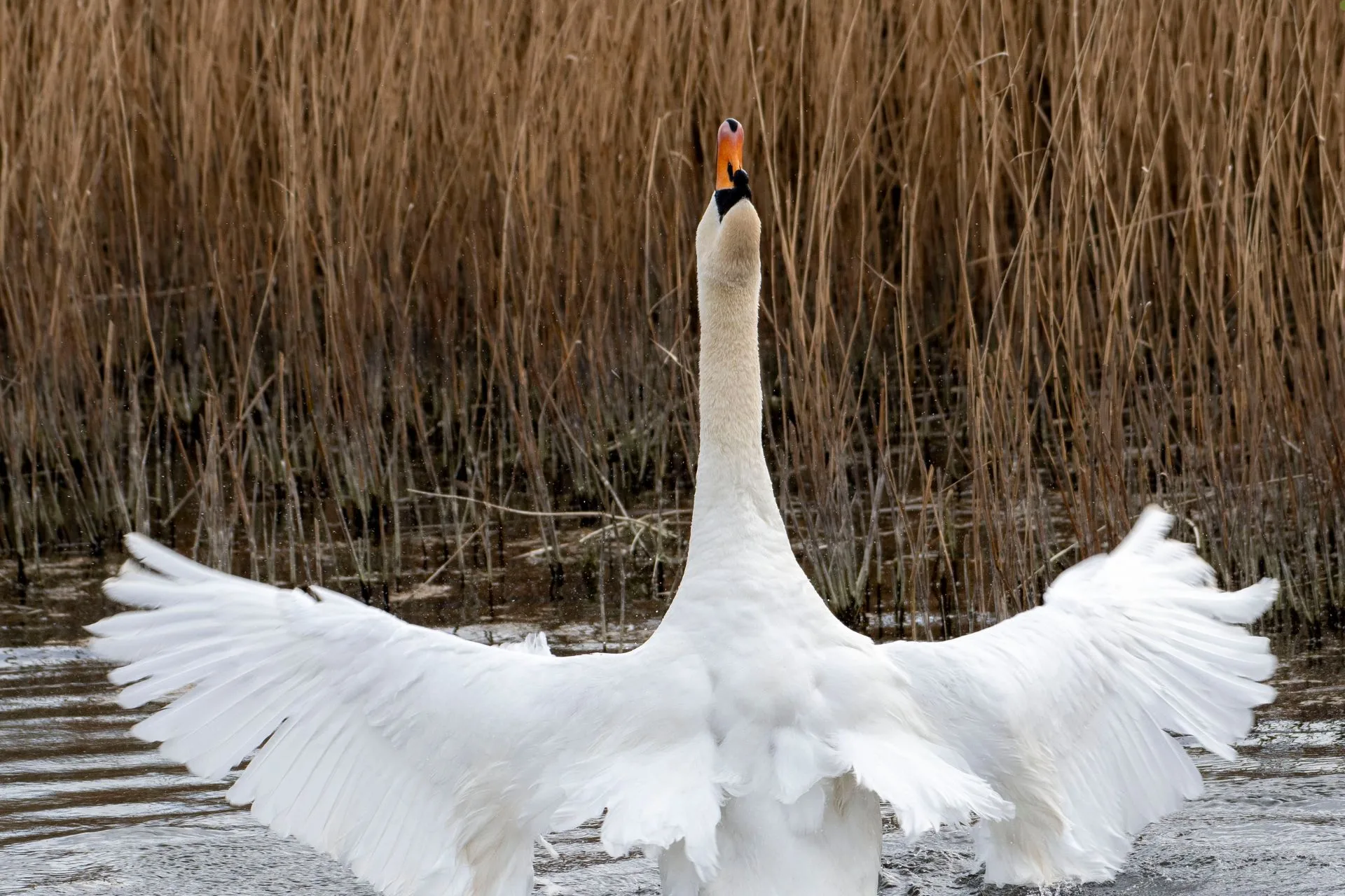 Drawing results available for elk B, deer B, antelope 900, sandhill crane and swan