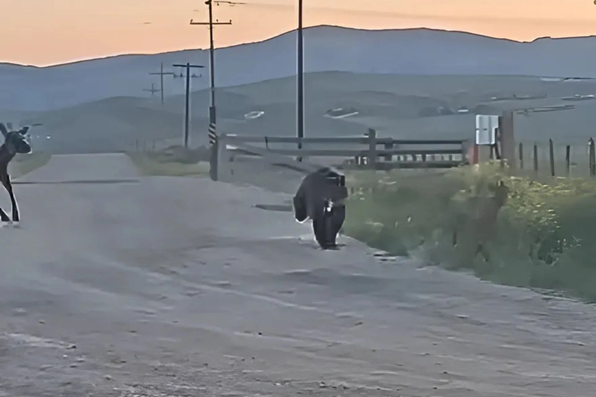 Watch: Cow Elk Chases a Grizzly Bear While It Chases a Calf Elk in Montana