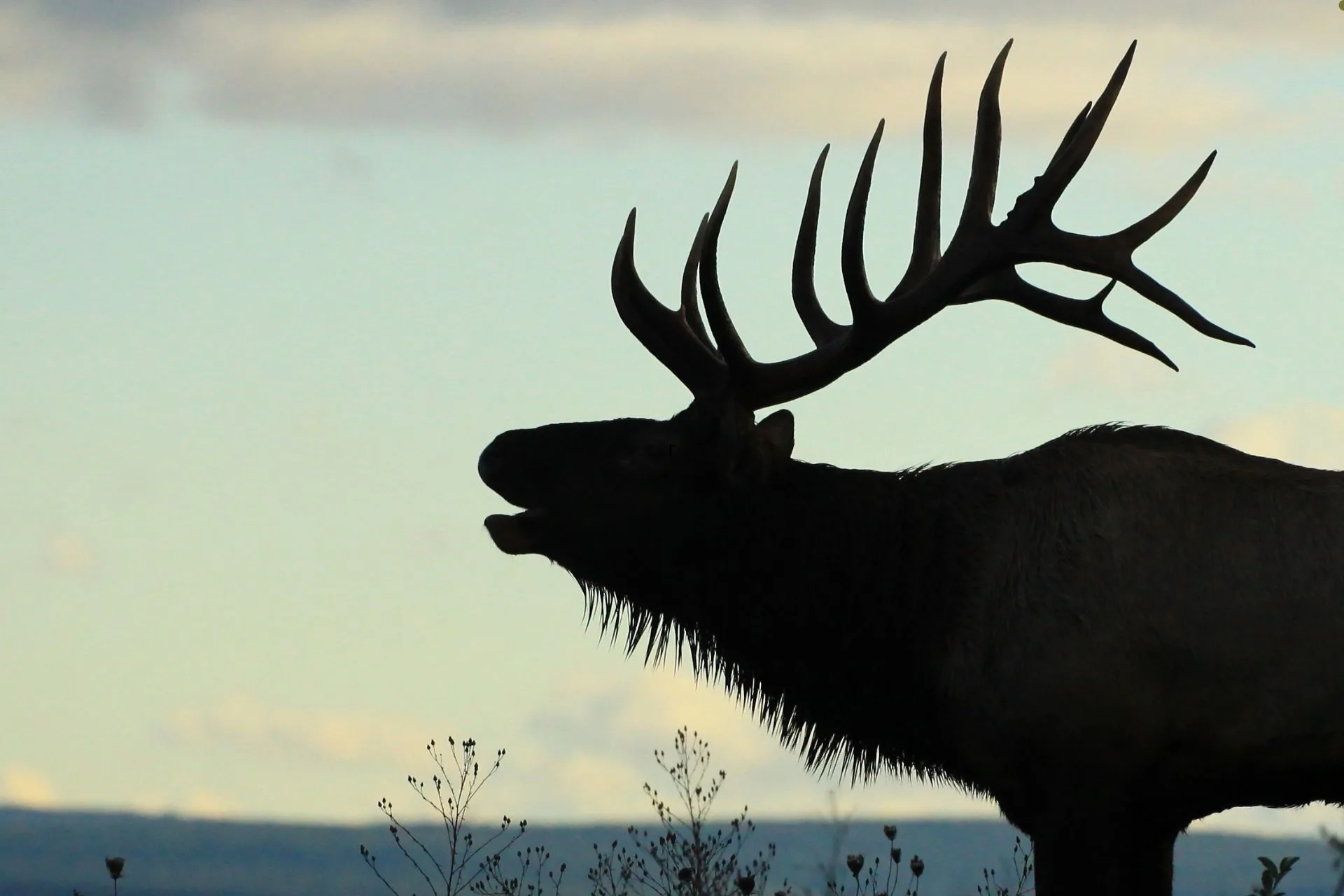 Weird tales from Wyoming wardens