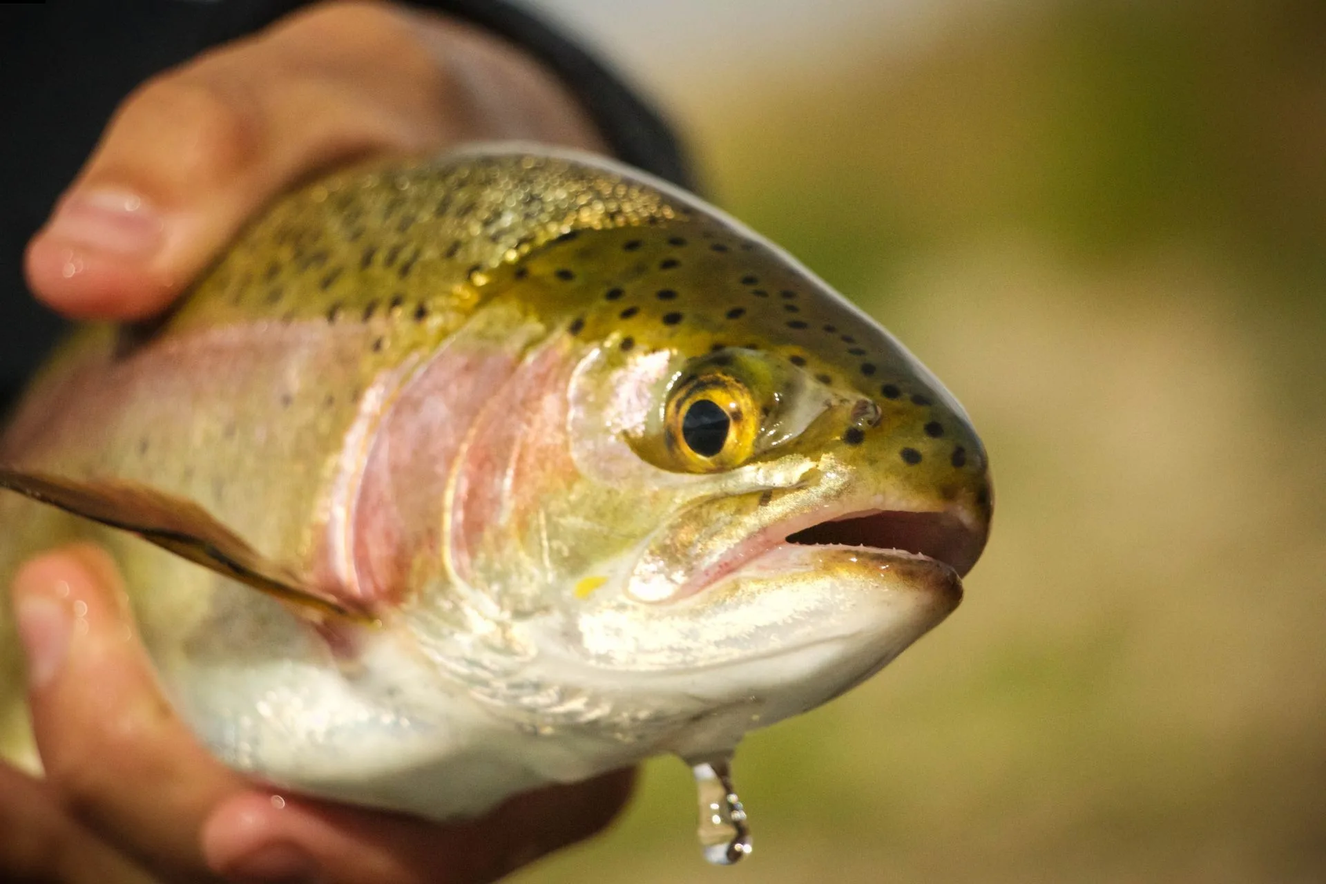 FWP Helena Area Reservoirs Fishing Report 7.14.25