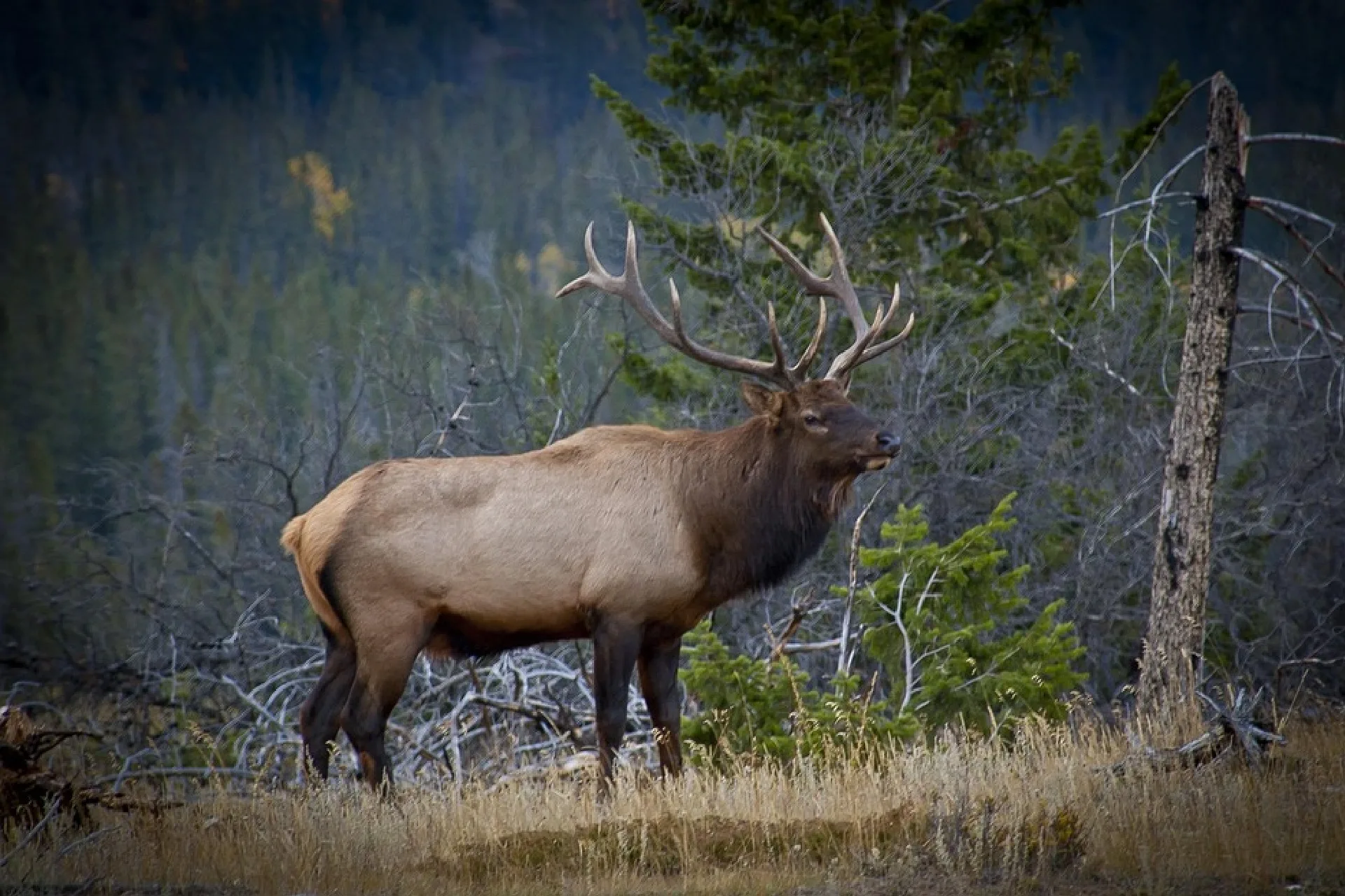 BLM seeks public input on proposed guided hunting permit in southwest Montana