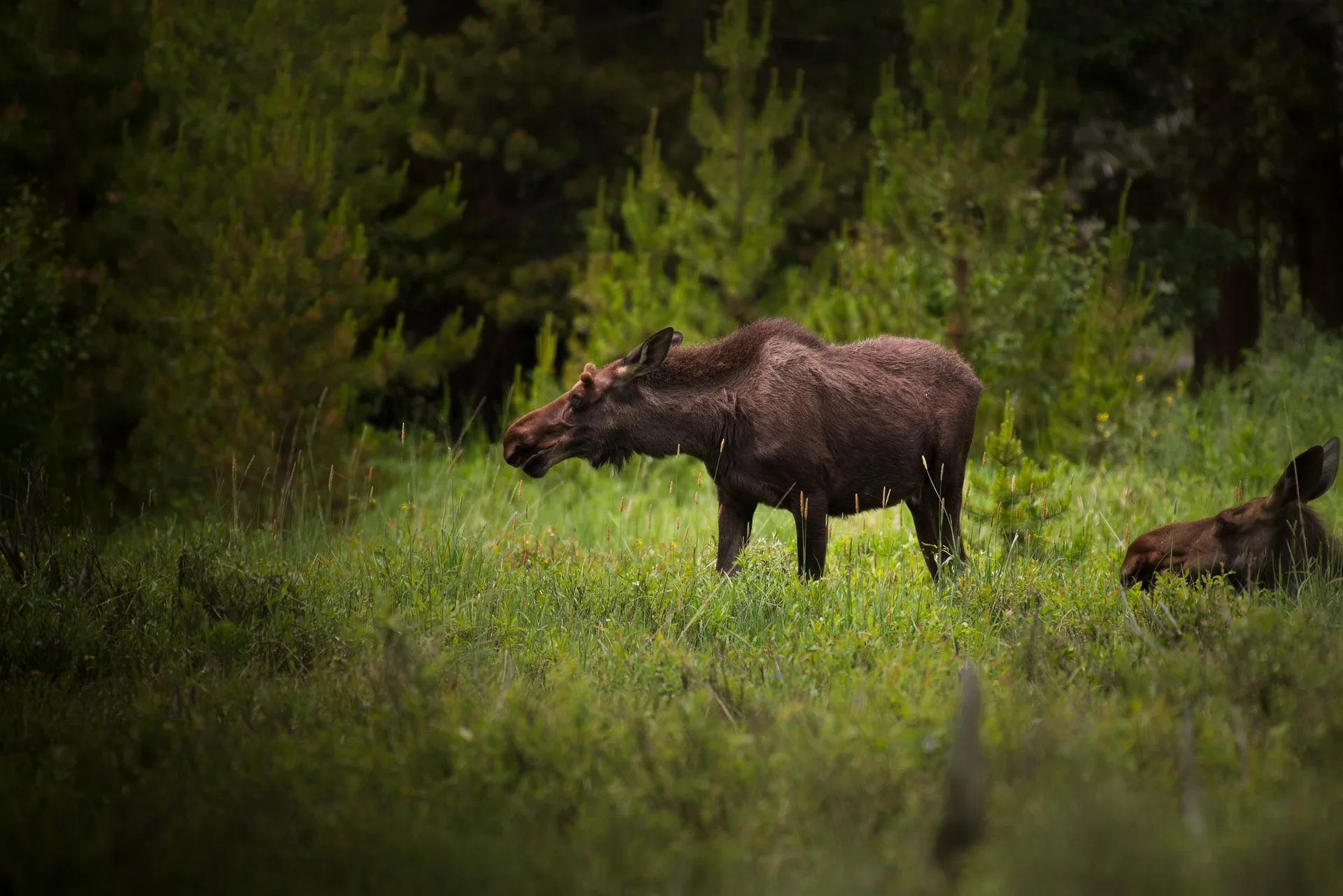 Cow moose and two calves die after angler shooting on North Tongue River, Wyoming