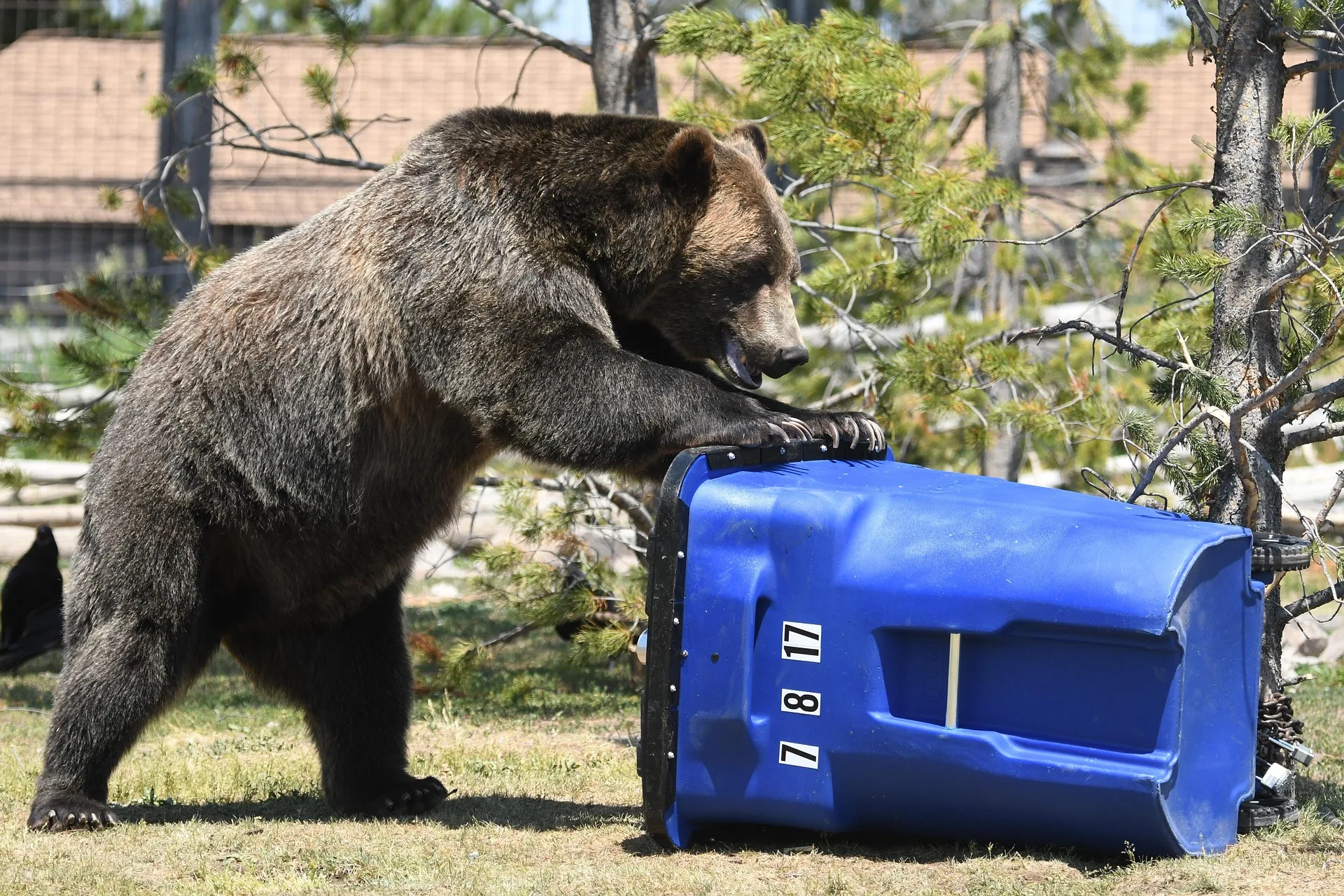 FWP releases Grizzly Bear Conflict Dashboard