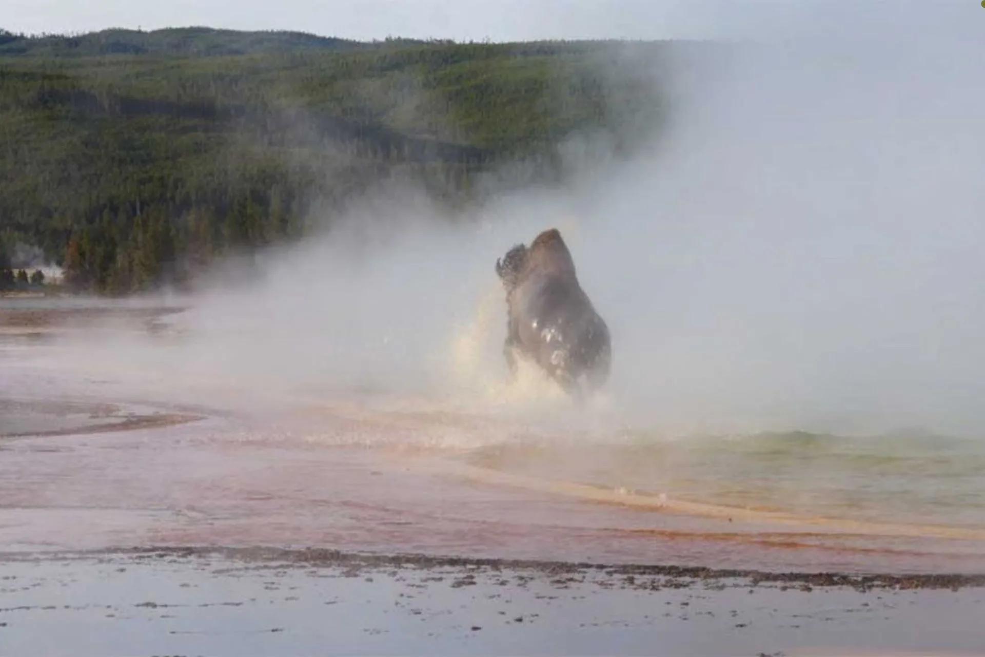 Bison Dies After Slipping Into Yellowstone’s Grand Prismatic Spring