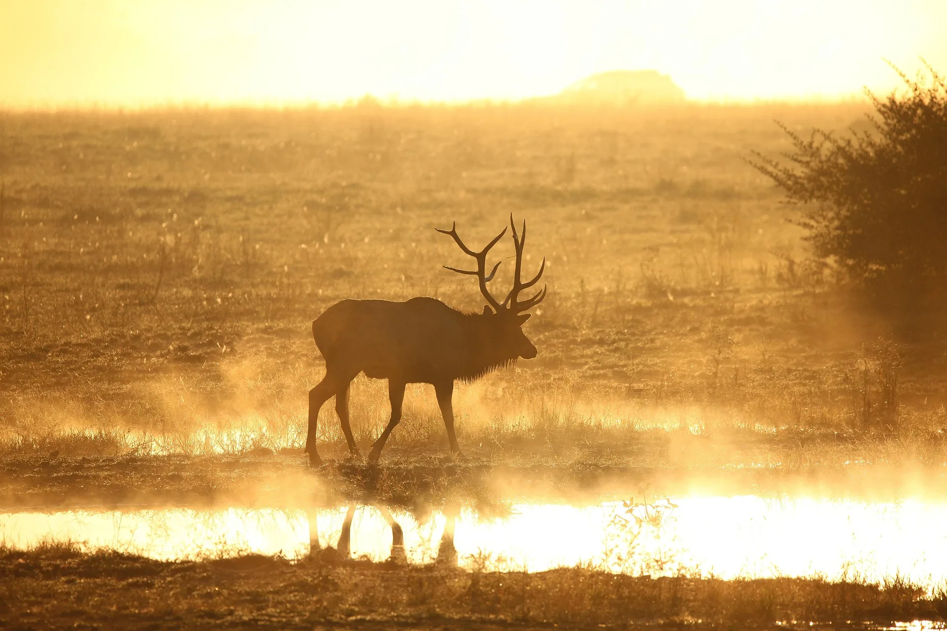 Serial poacher sentenced to jail time, thousands in fines