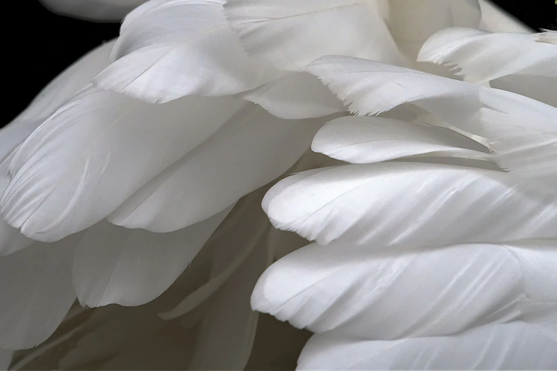 Surplus Central Flyway swan licenses available Monday