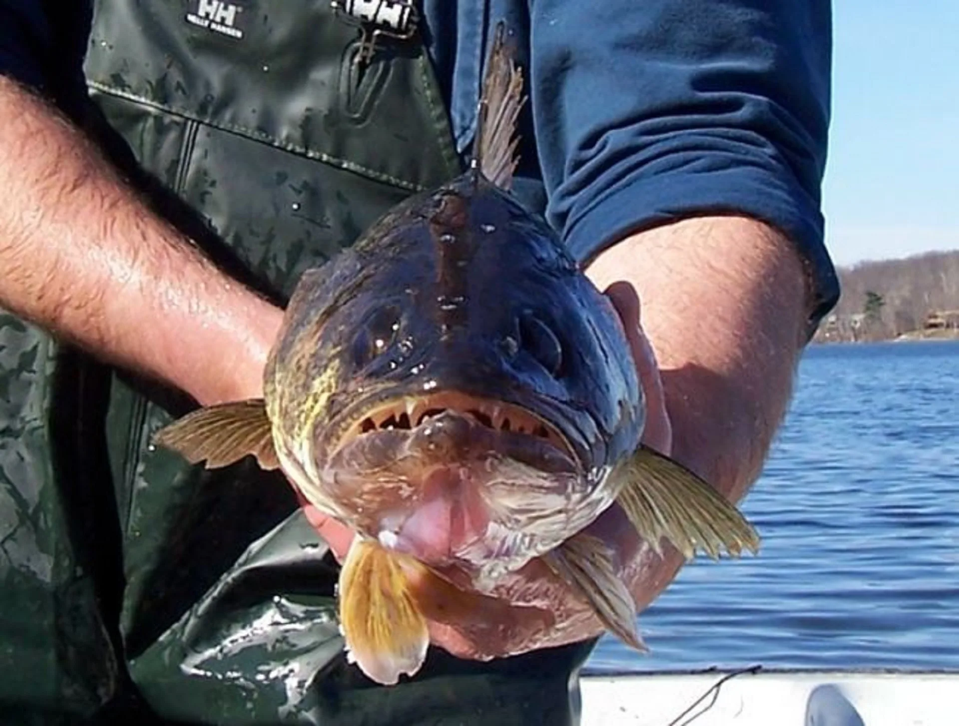 FINAL RESULTS:143.15 pounds takes first place at Tiber Walleye Tournament