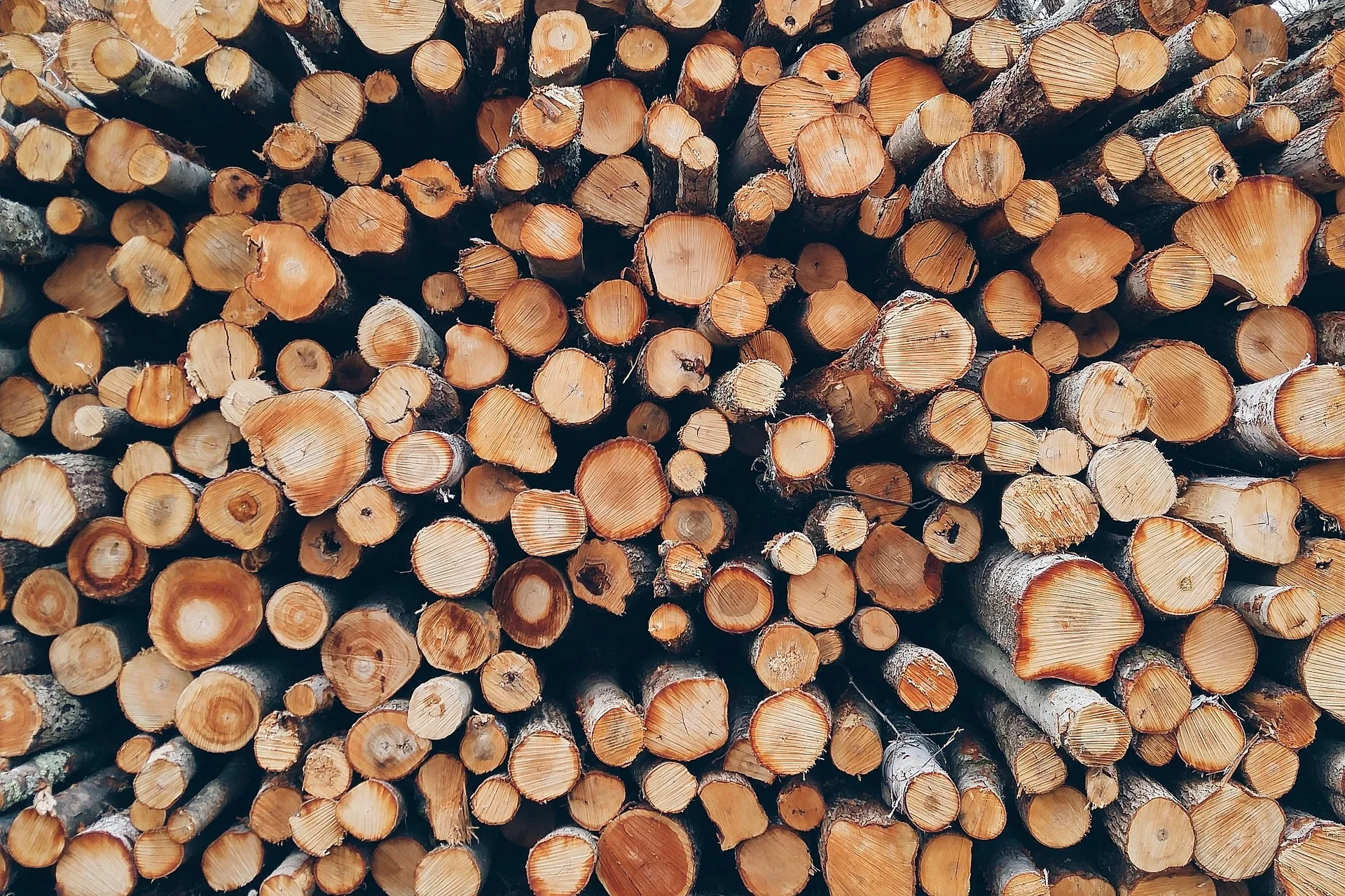 Areas Open Temporarily For Firewood Cutting