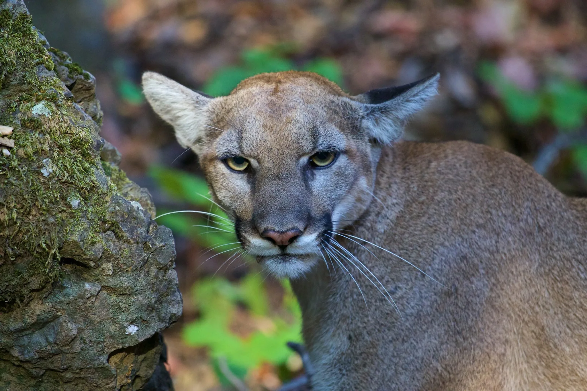Mountain lion injures child in national park