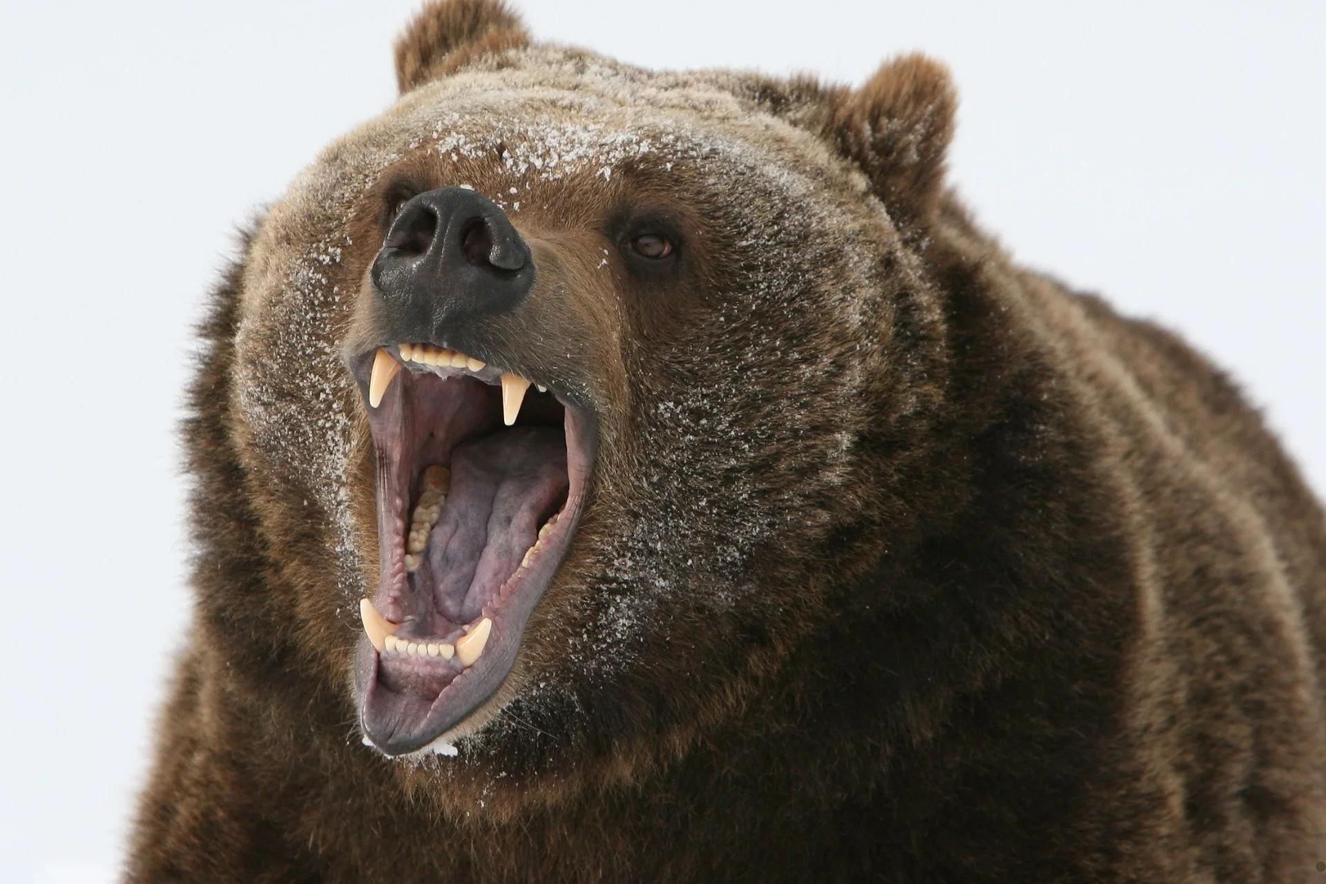 FWP releases Bear Relocation Dashboard
