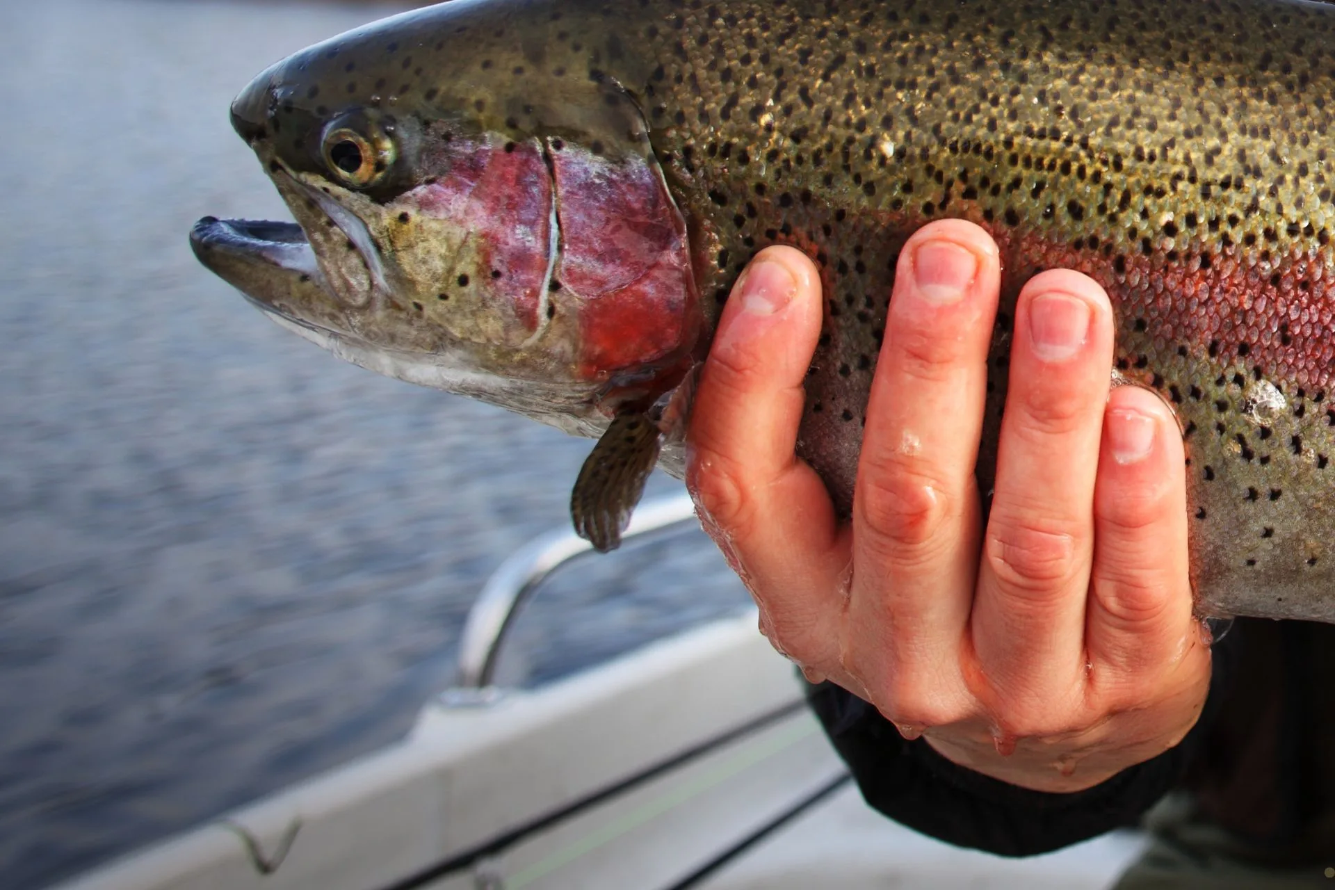 FWP Helena Area Reservoirs Fishing Report 7.21.25