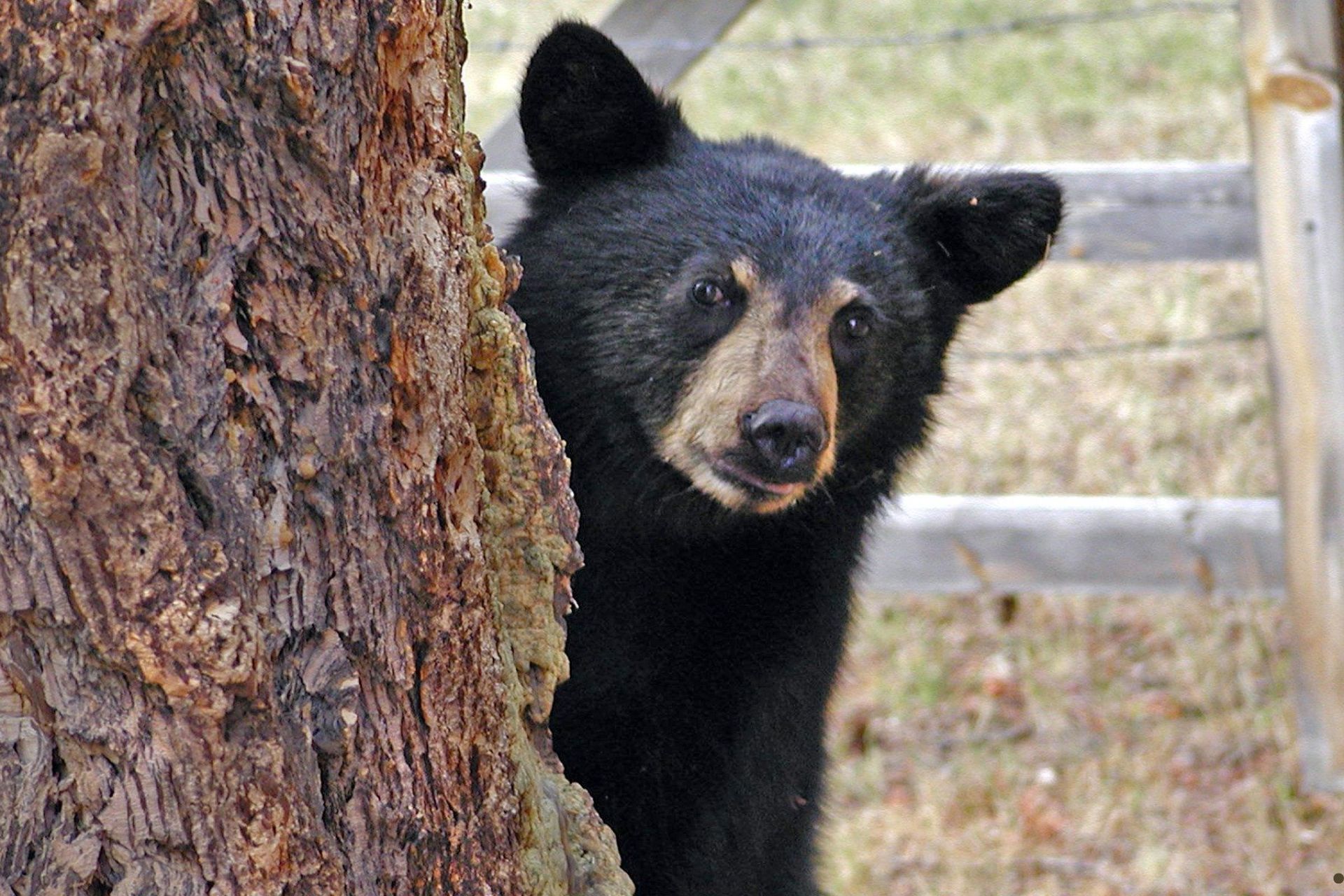 Black Bear Wandering in Billings