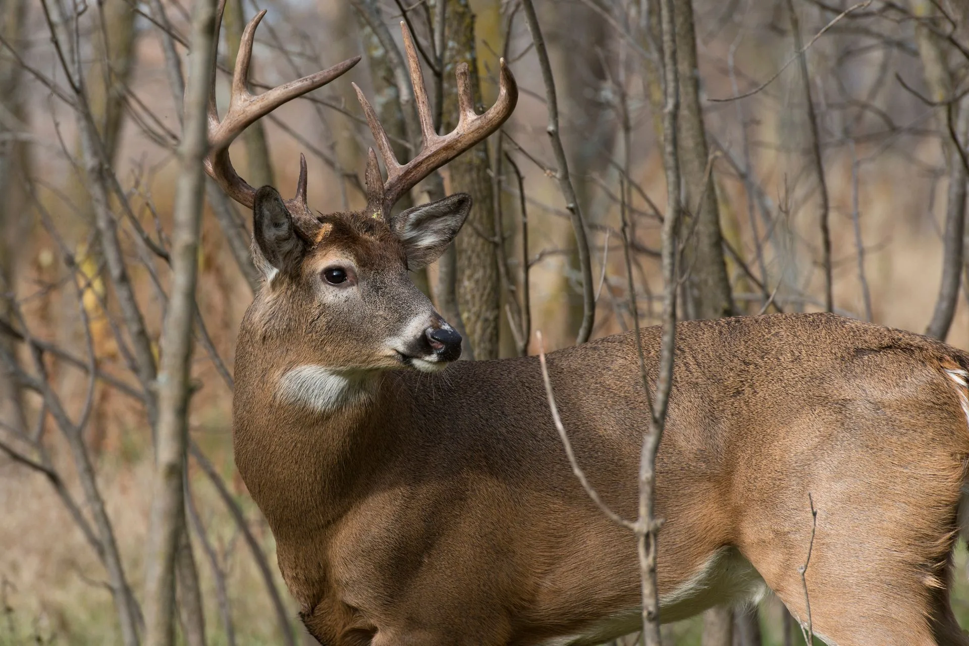 Open Season on Sundays for Two States