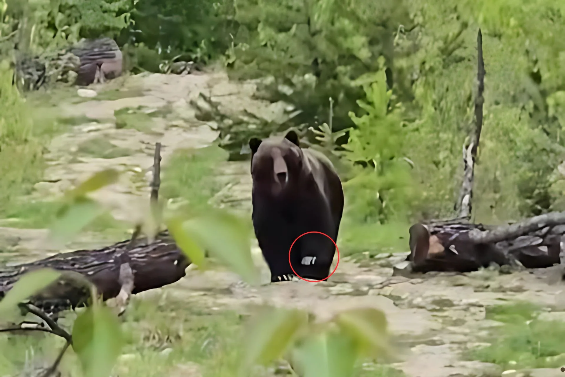 When a Bear has Boundaries