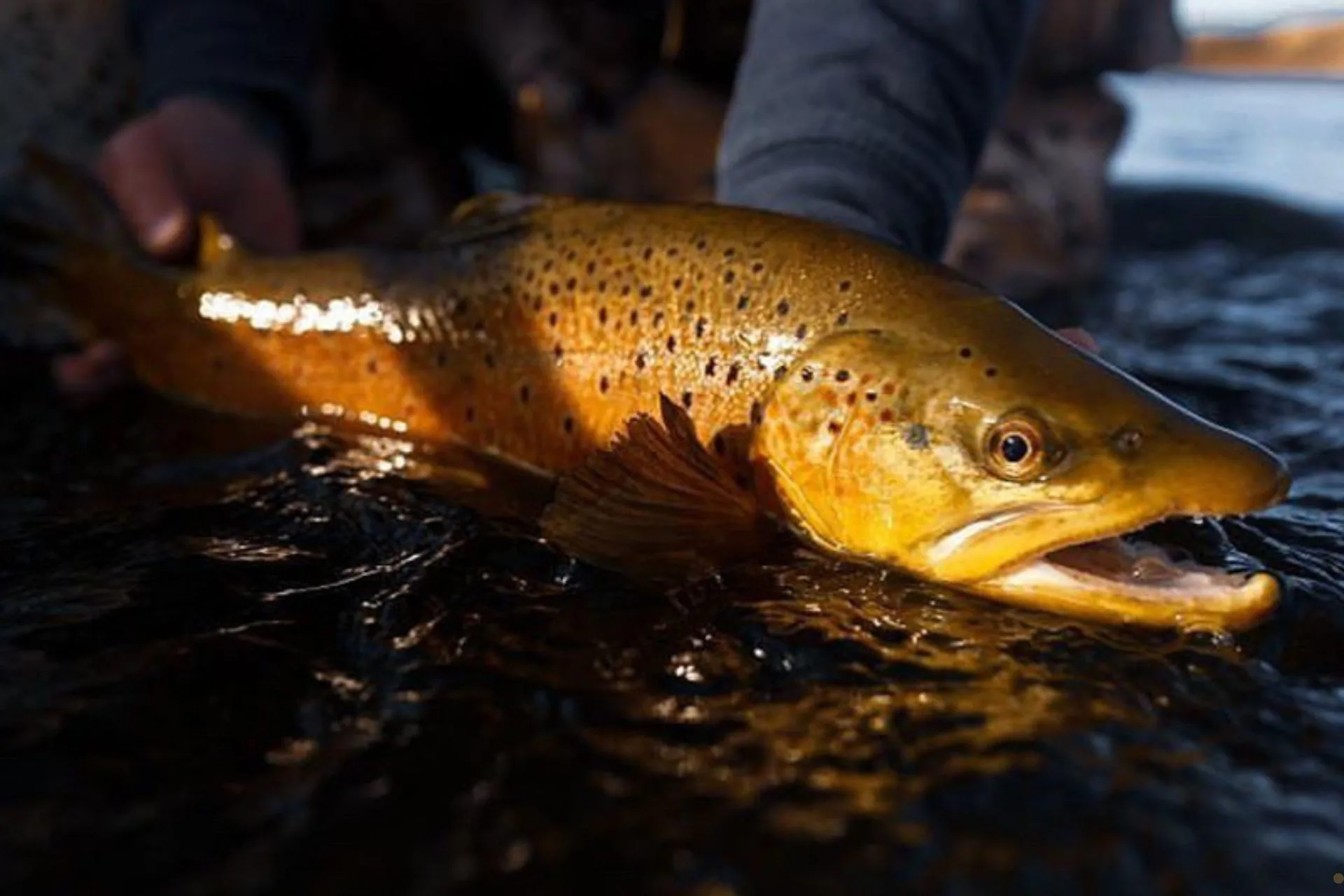 Bighorn River Fishing Report 7.27.25