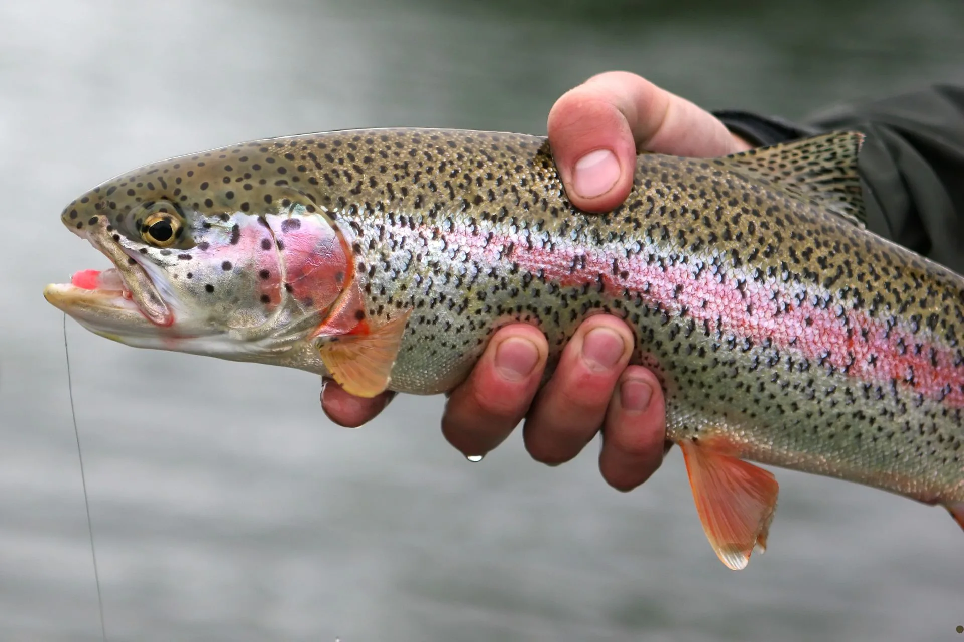 FWP Helena Area Reservoirs Fishing Report 7.28.25