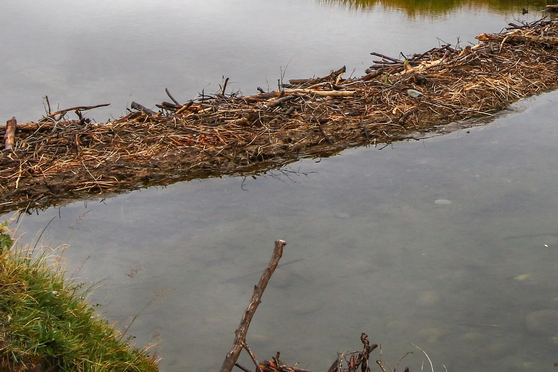 Decision Notice – BLM Ninemile Beaver Dam Analogues FWP-DN-FSH-124-R2-25-030