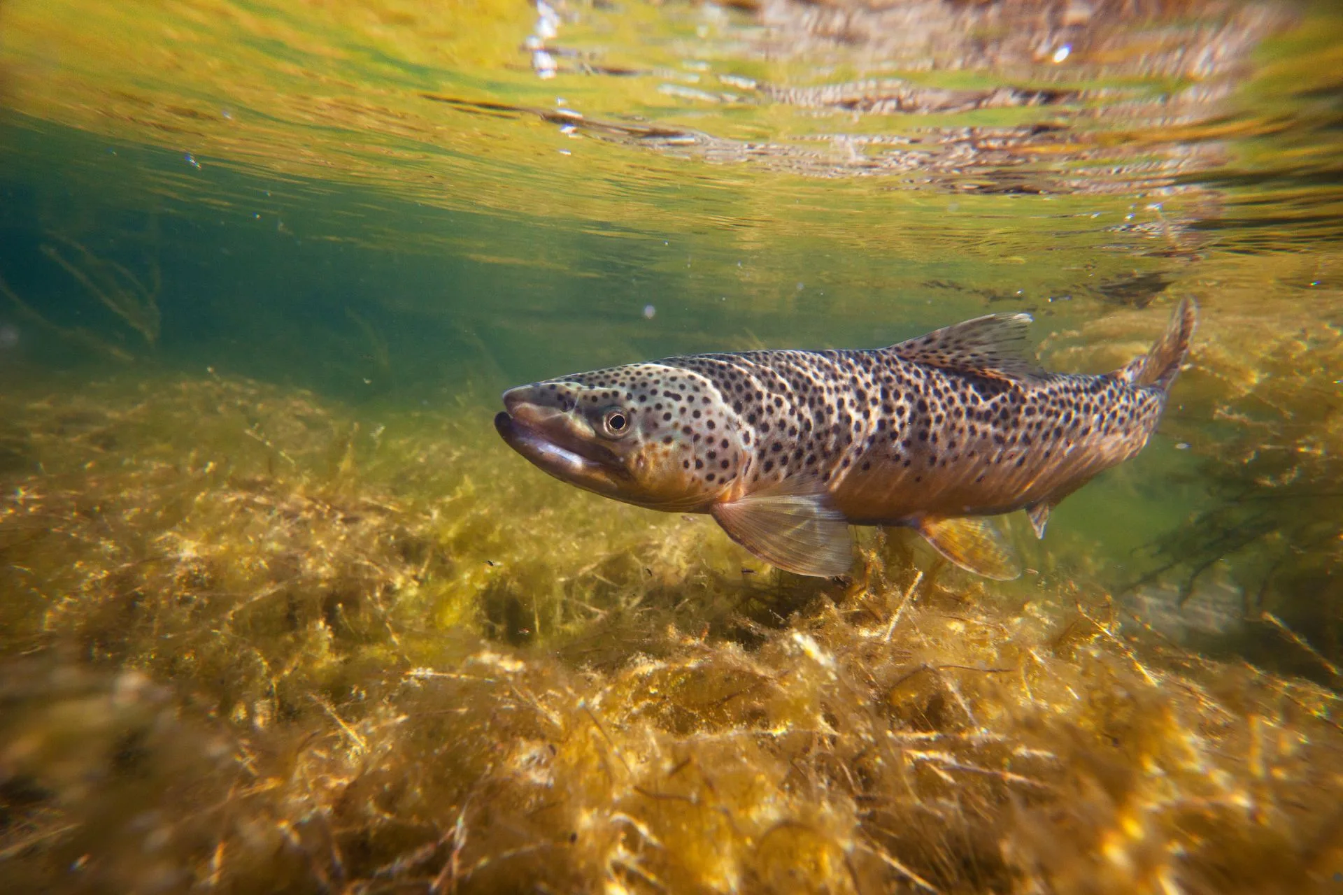 East Fork of the Bitterroot Fishing Report 7.27.25