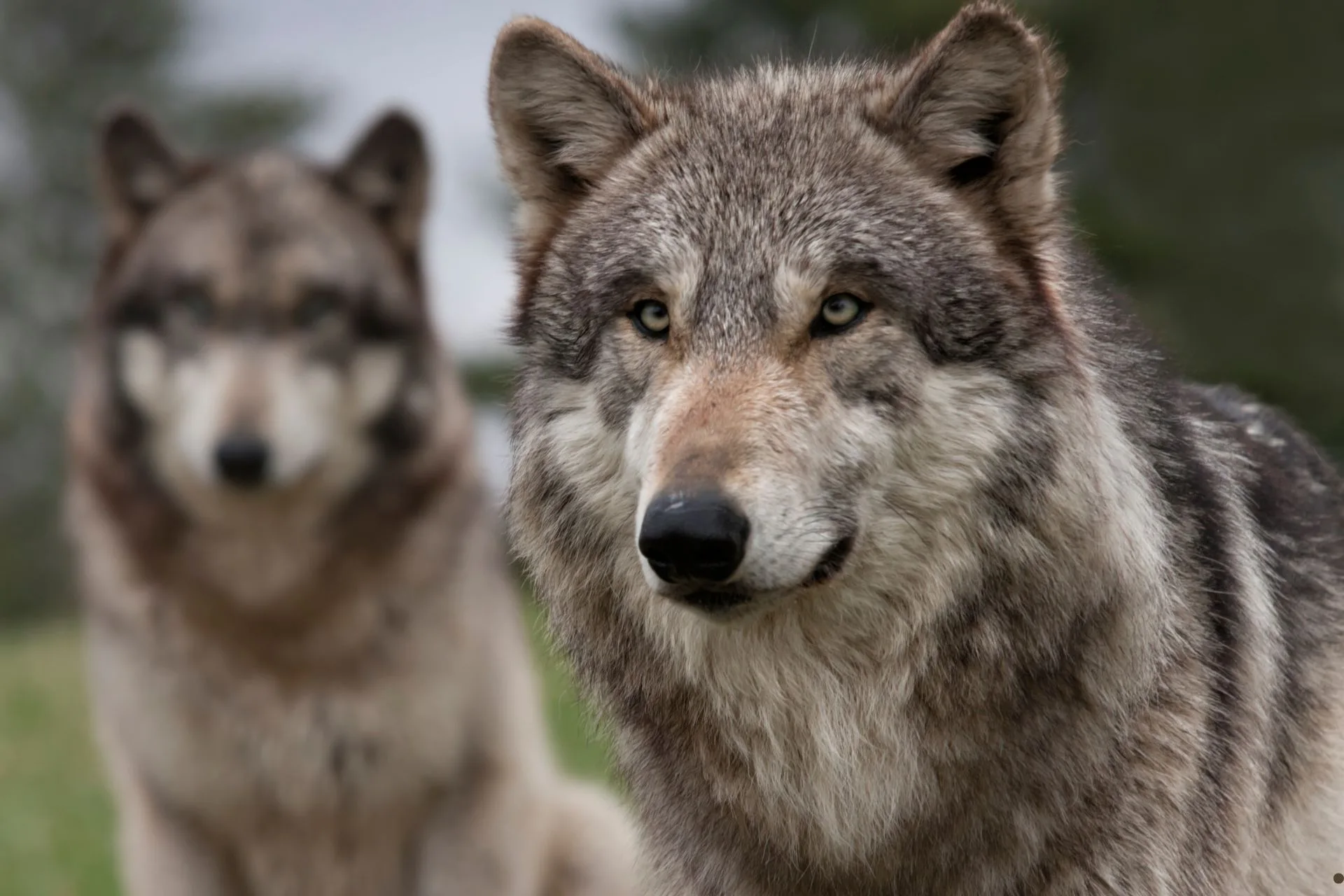 Urgent: Save Montana’s Wildlife Balance — Comment Today