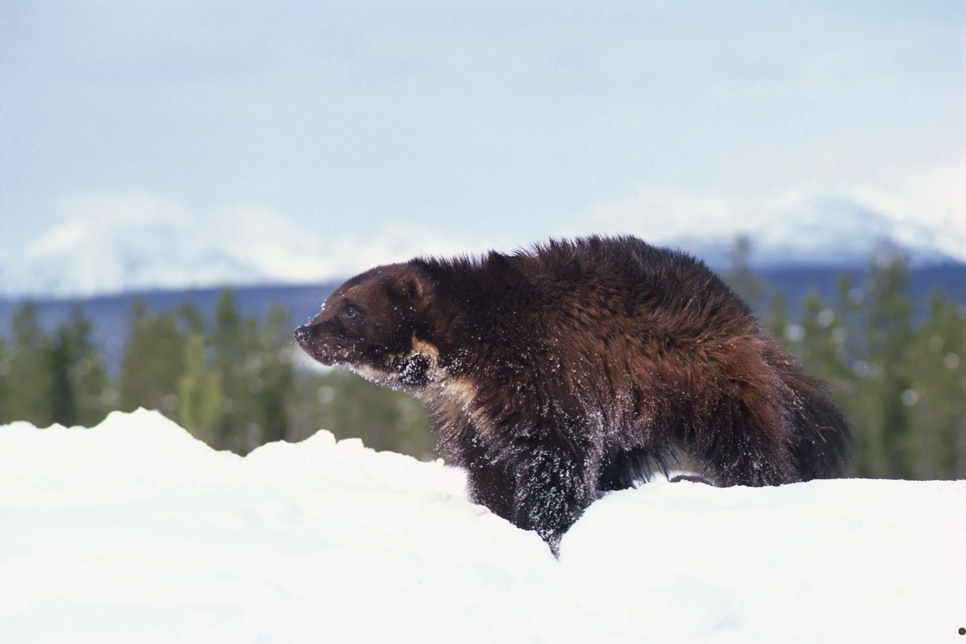 Wolverines Set to Roam Colorado Again