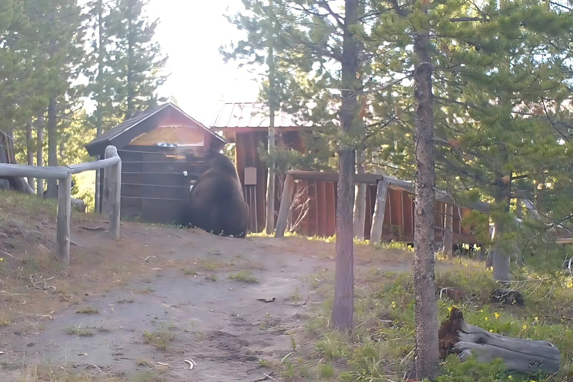 How One Montana Cabin is Keeping Grizzlies Out—Safely