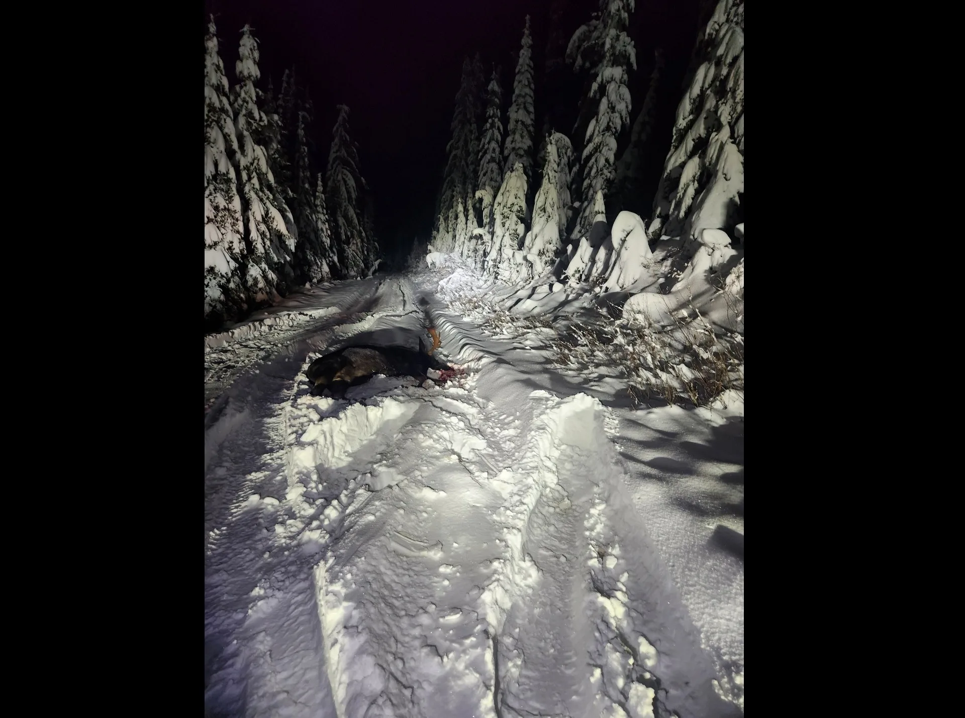 Man convicted of felony for illegally killing and wasting a trophy bull moose