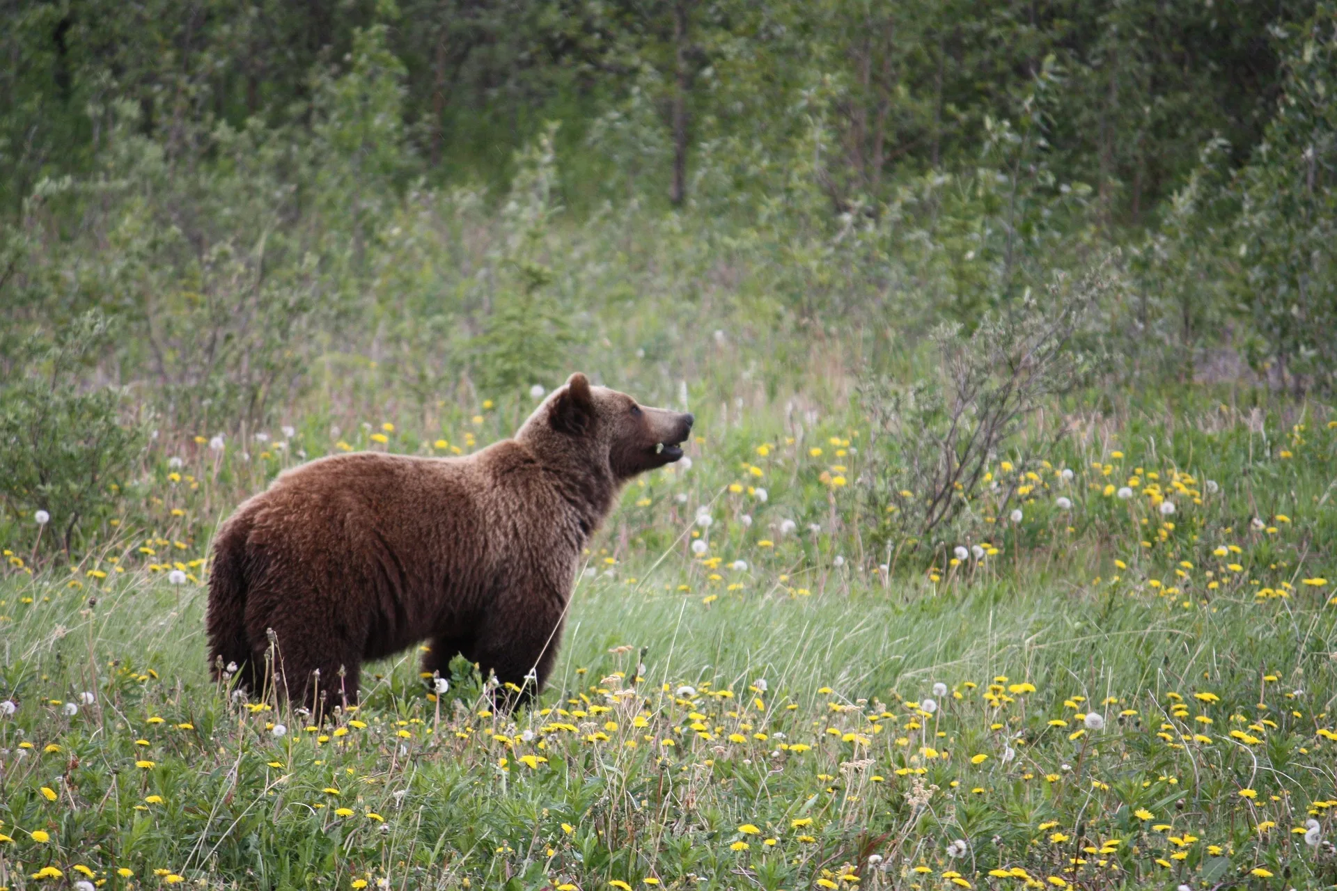 FWP confirms grizzly bear sighting in Bangtail Range