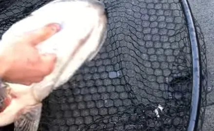 How To: Pike Handling Protocol