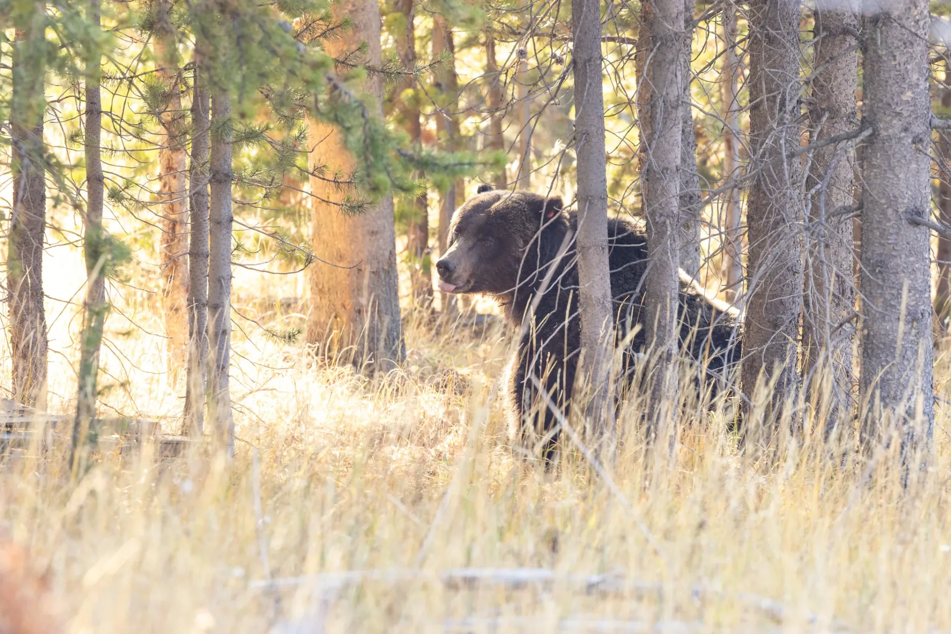 Biologists to begin 2025 grizzly bear captures for research purposes in Yellowstone National Park