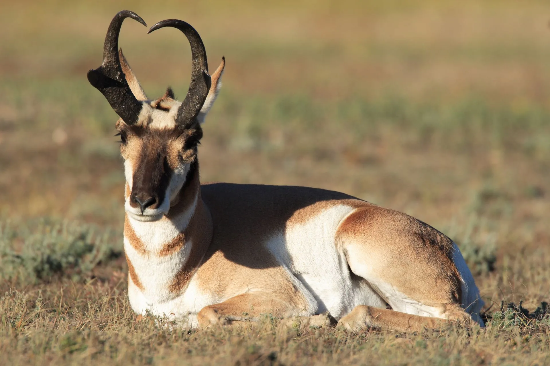 Antelope drawing results now available