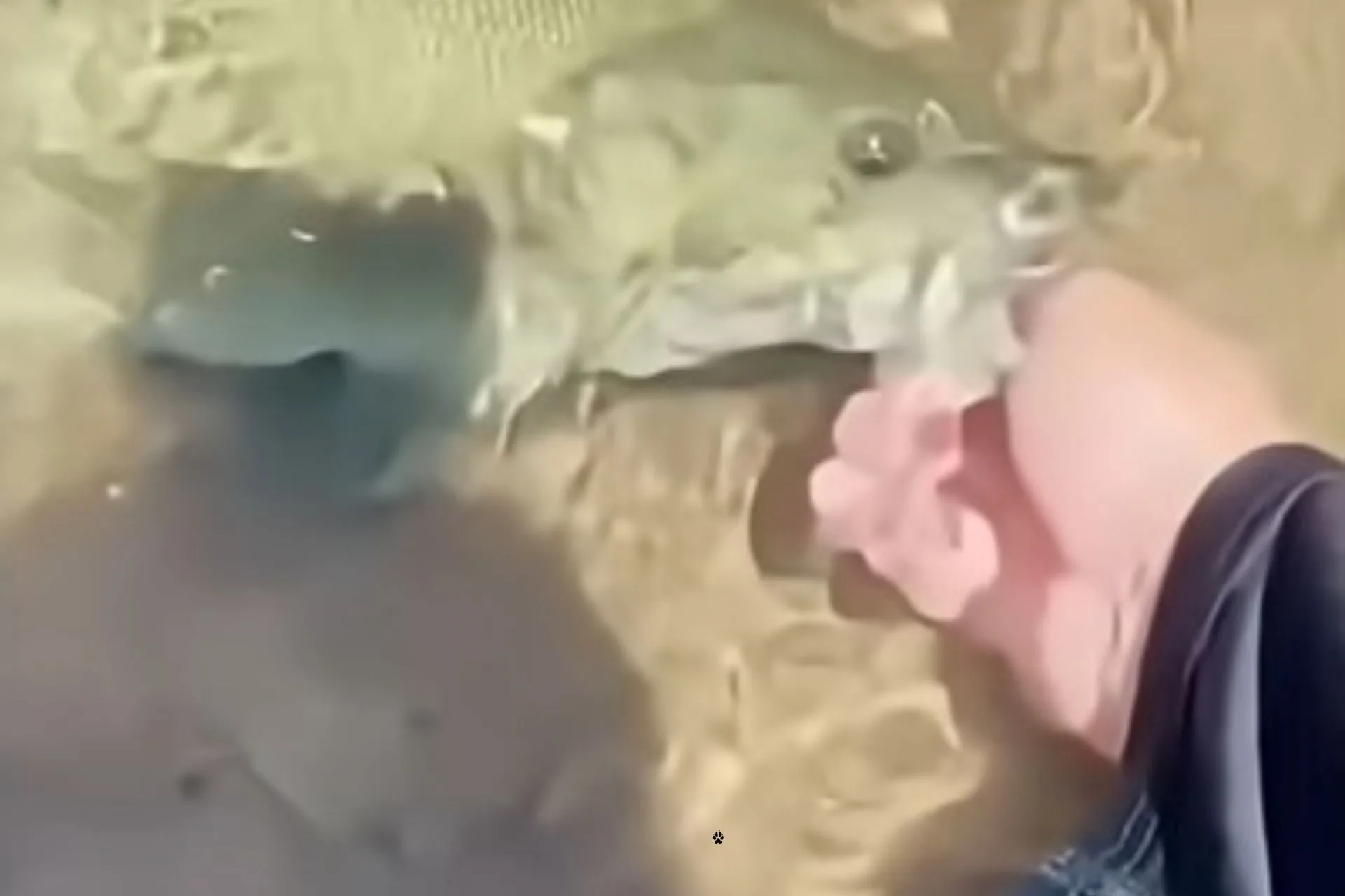 The Shore’s Most Persistent Fish