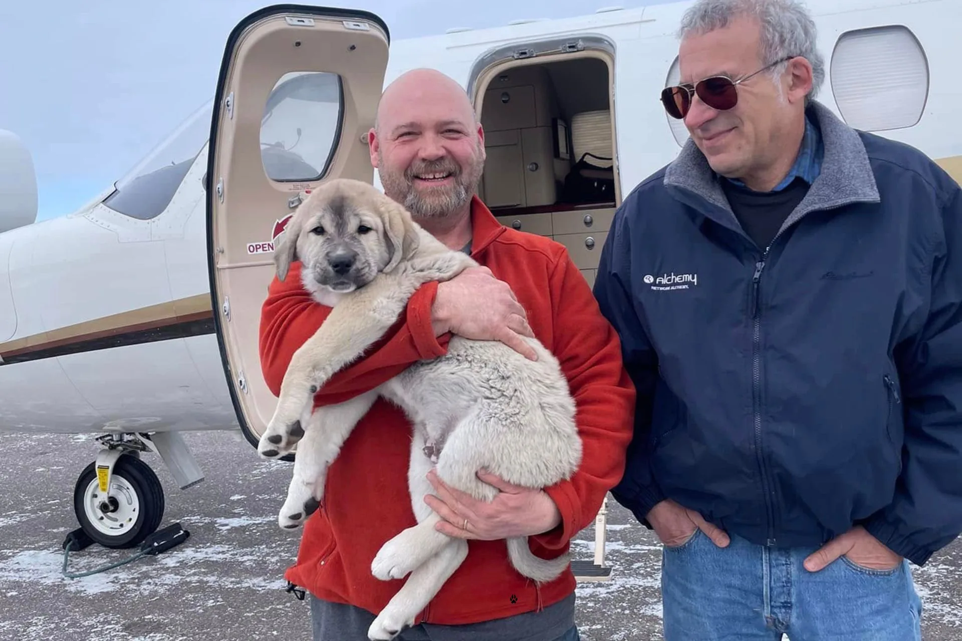 Bear, an AKC Anatolian Shepherd, Heads From Montana to South Africa for Livestock Guardian Dog Program
