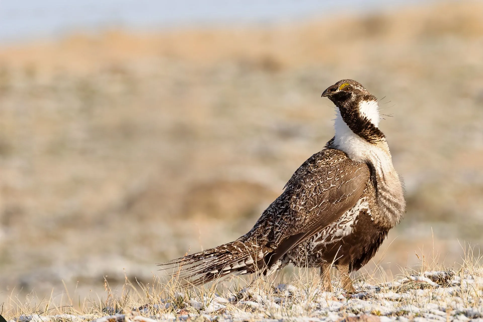 Reminders for upland game bird hunters and archers