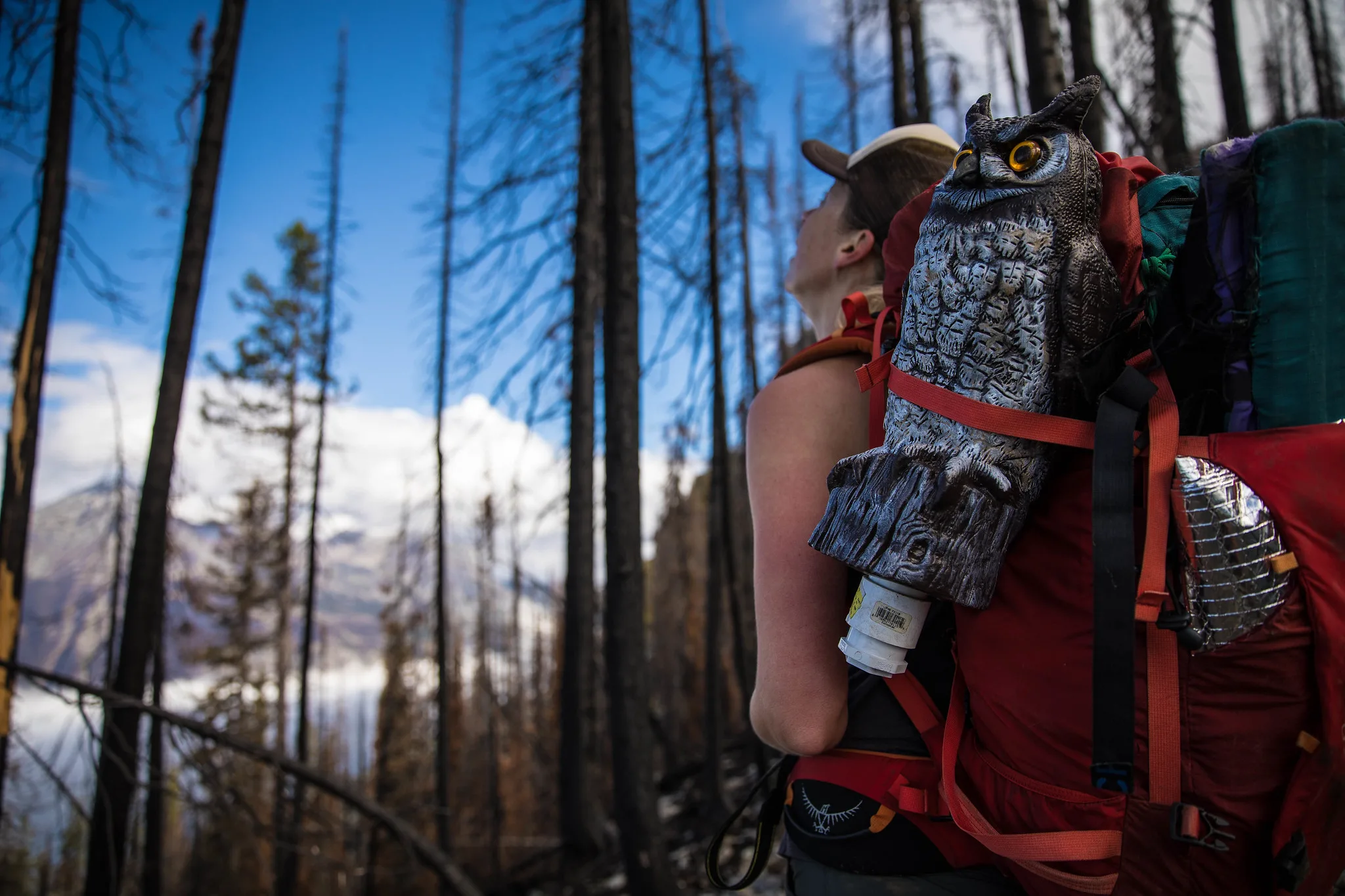 GNP Invites Volunteers to 2025 Annual Hawk Watch Training