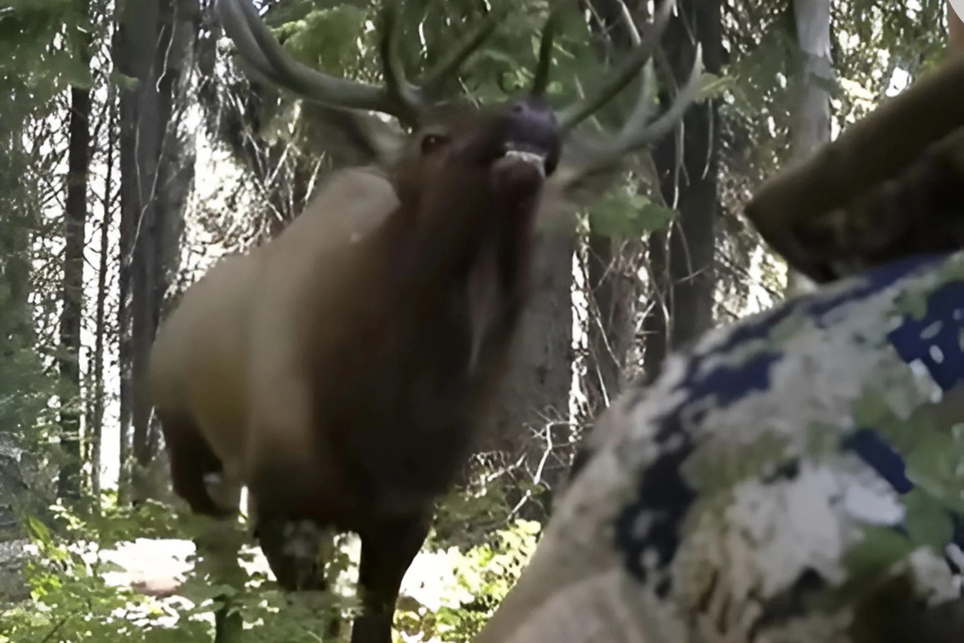 Is That Bull Elk Part Snake?