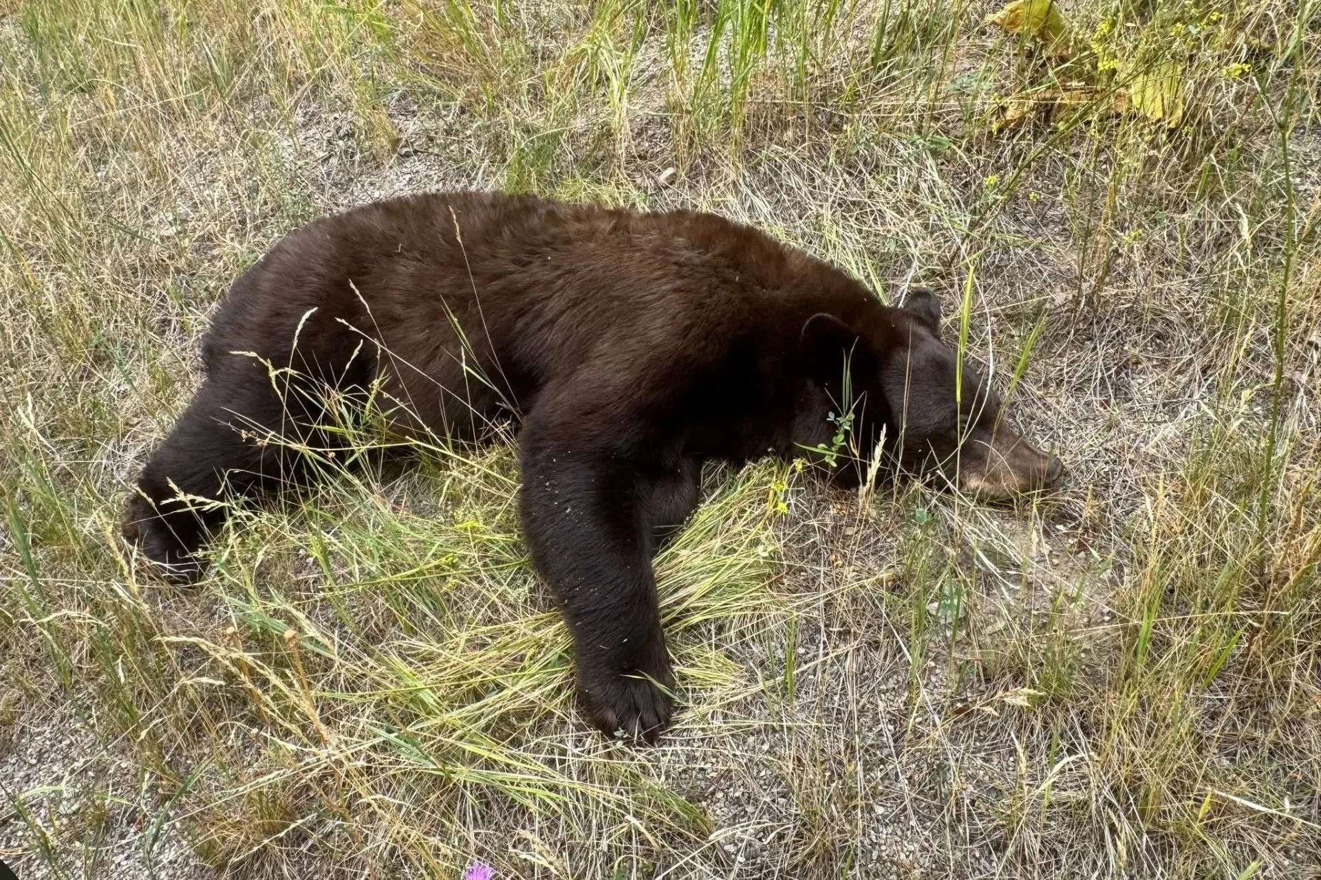 A Close Call with a Motorcyclist and a Bear