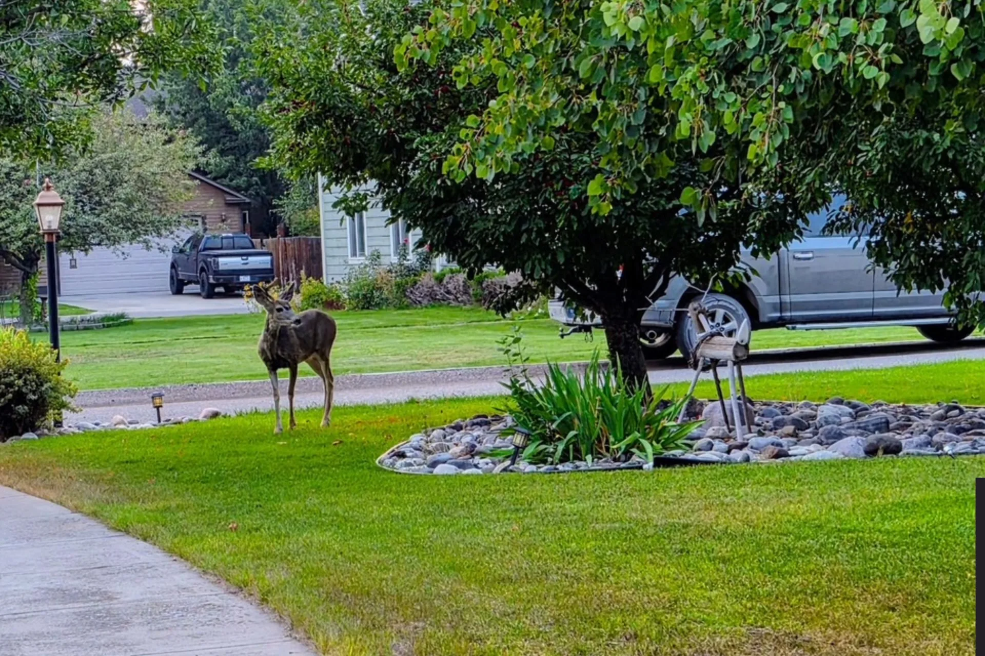 Deer at Home