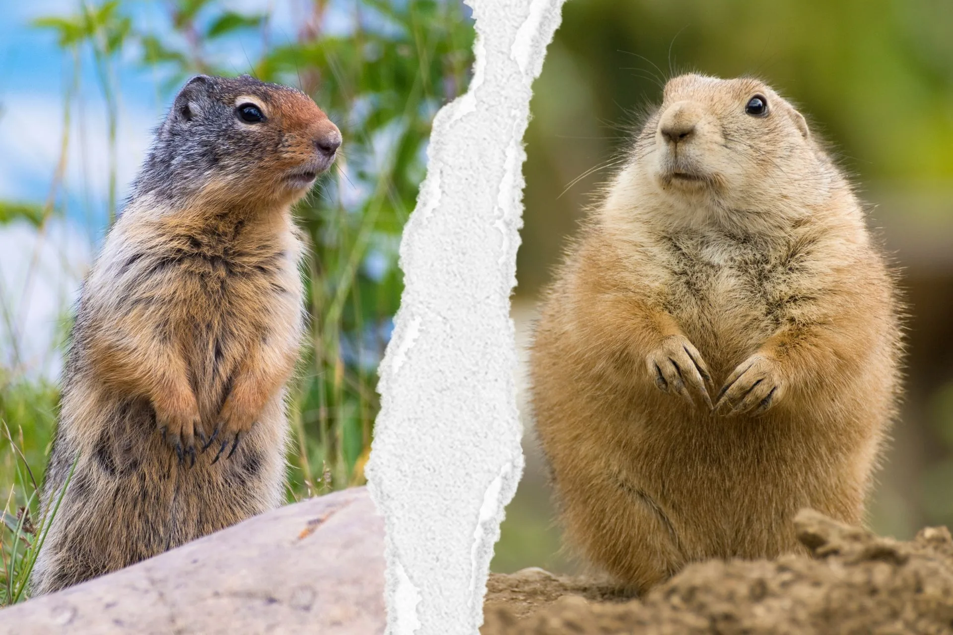 Gopher vs Prairie Dog: 6 Differences That Actually Matter