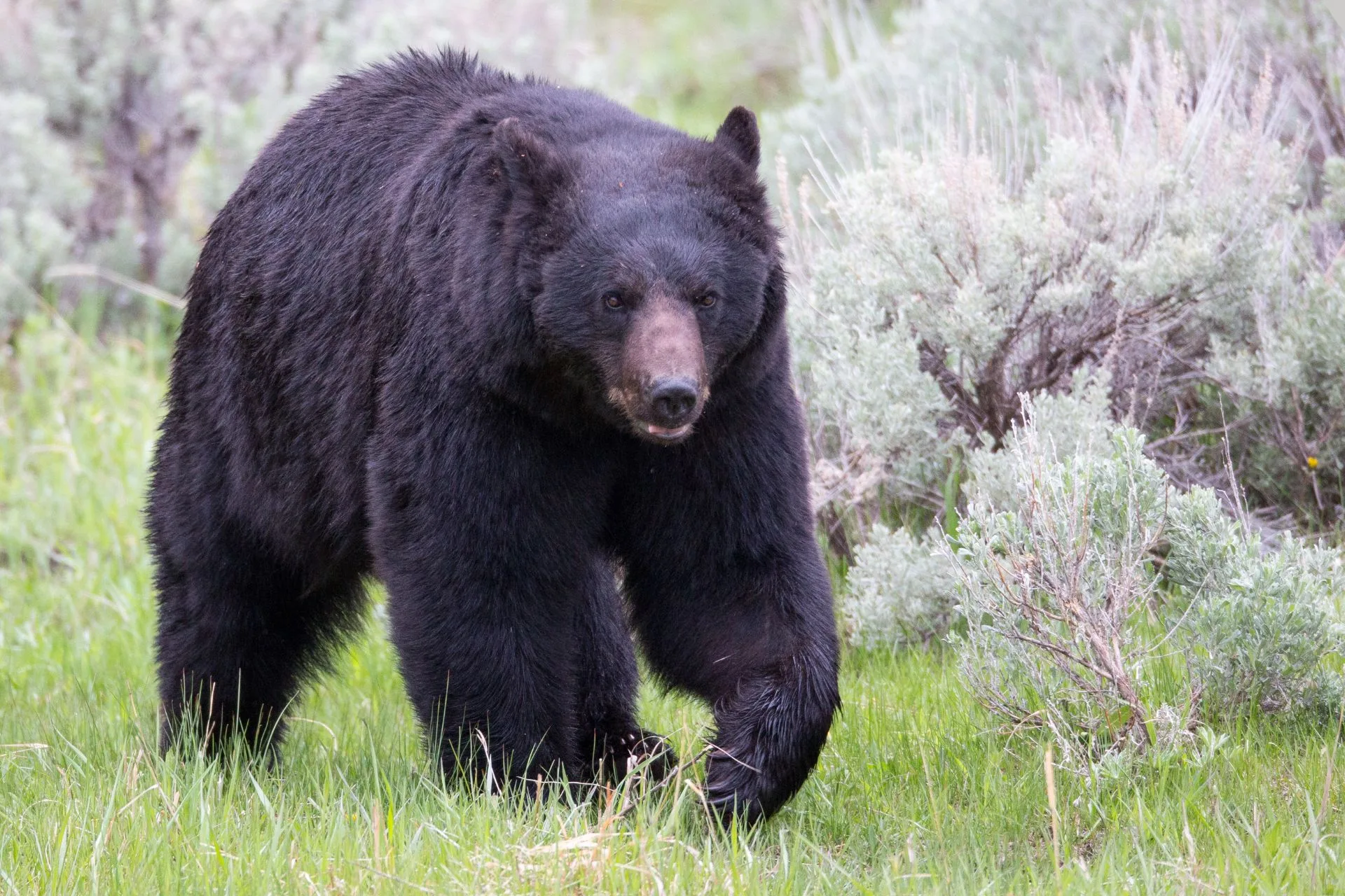 Notice of Fall Black Bear Closure BMU 700
