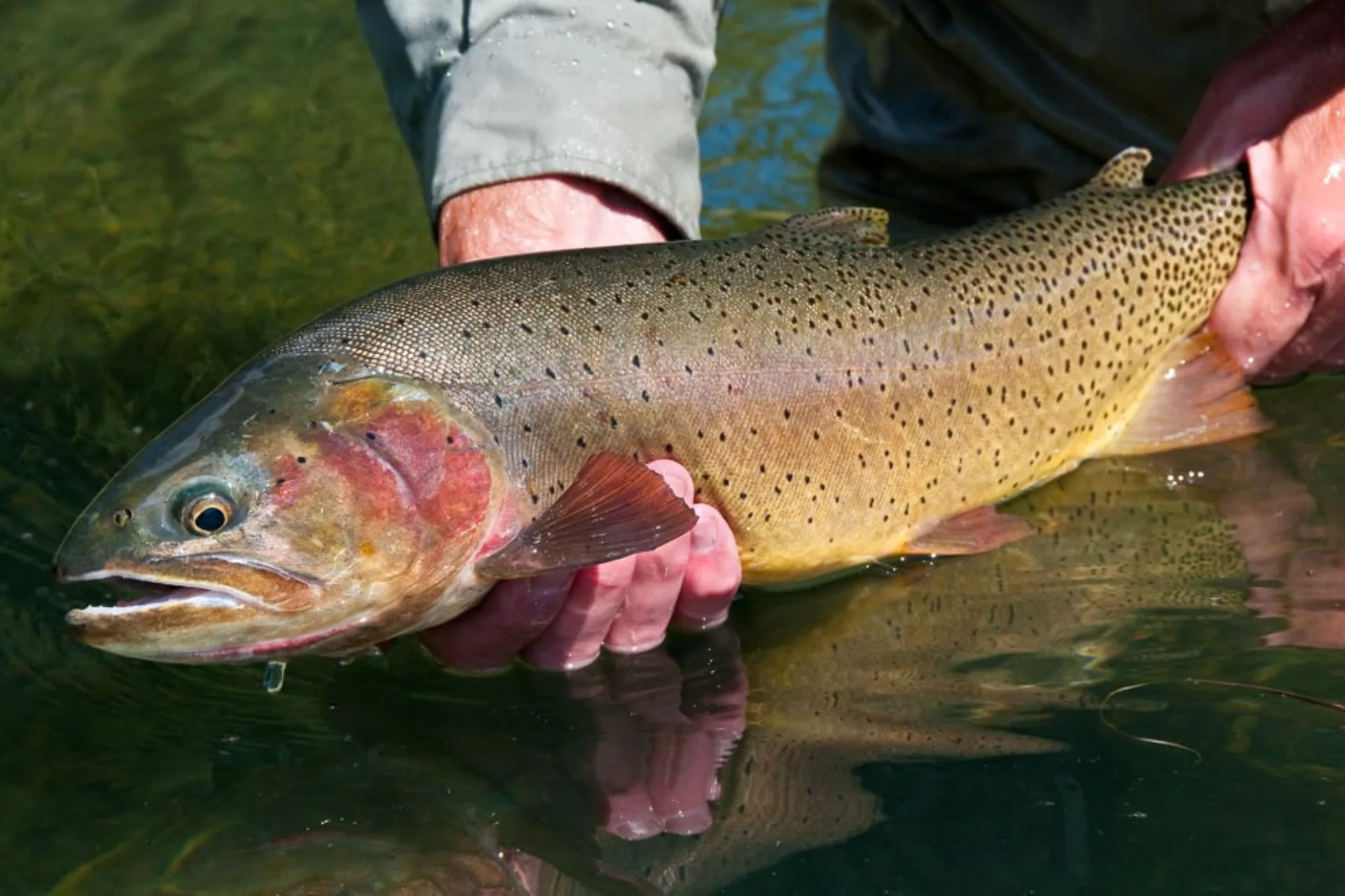 Yellowstone Area Fishing Report 9.18.25