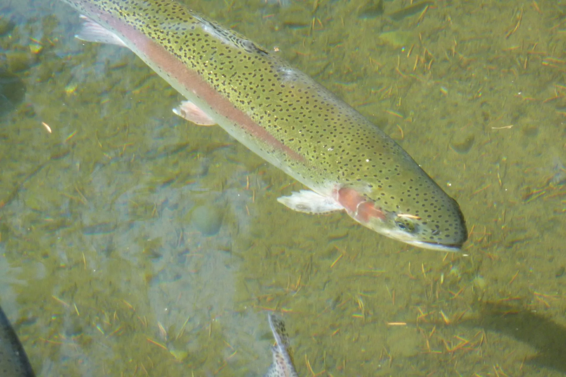 Gallatin River Fishing Report 9.15.25